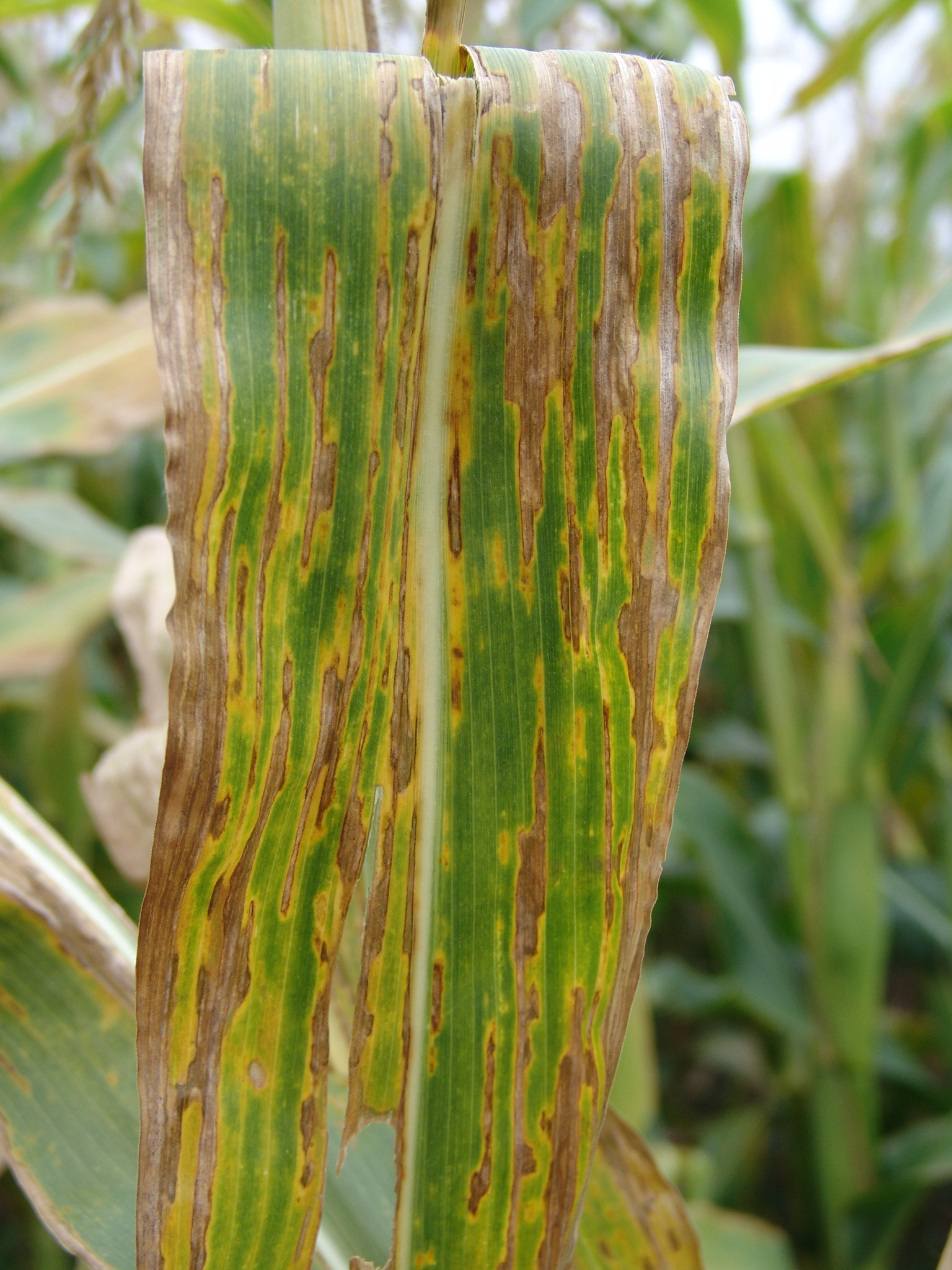 Bacterial Leaf Streak of Corn