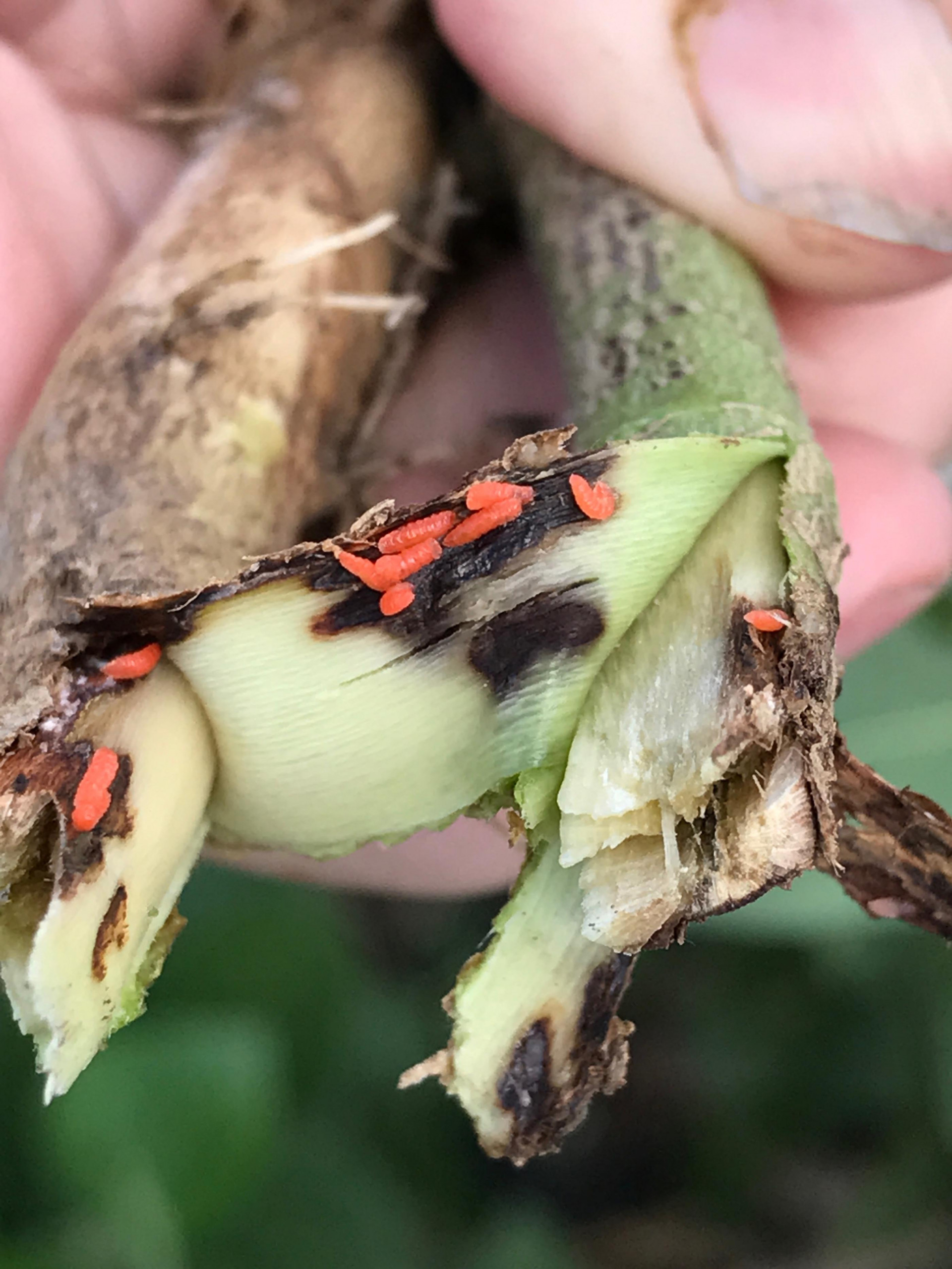 Soybean Gall Midge in Soybean