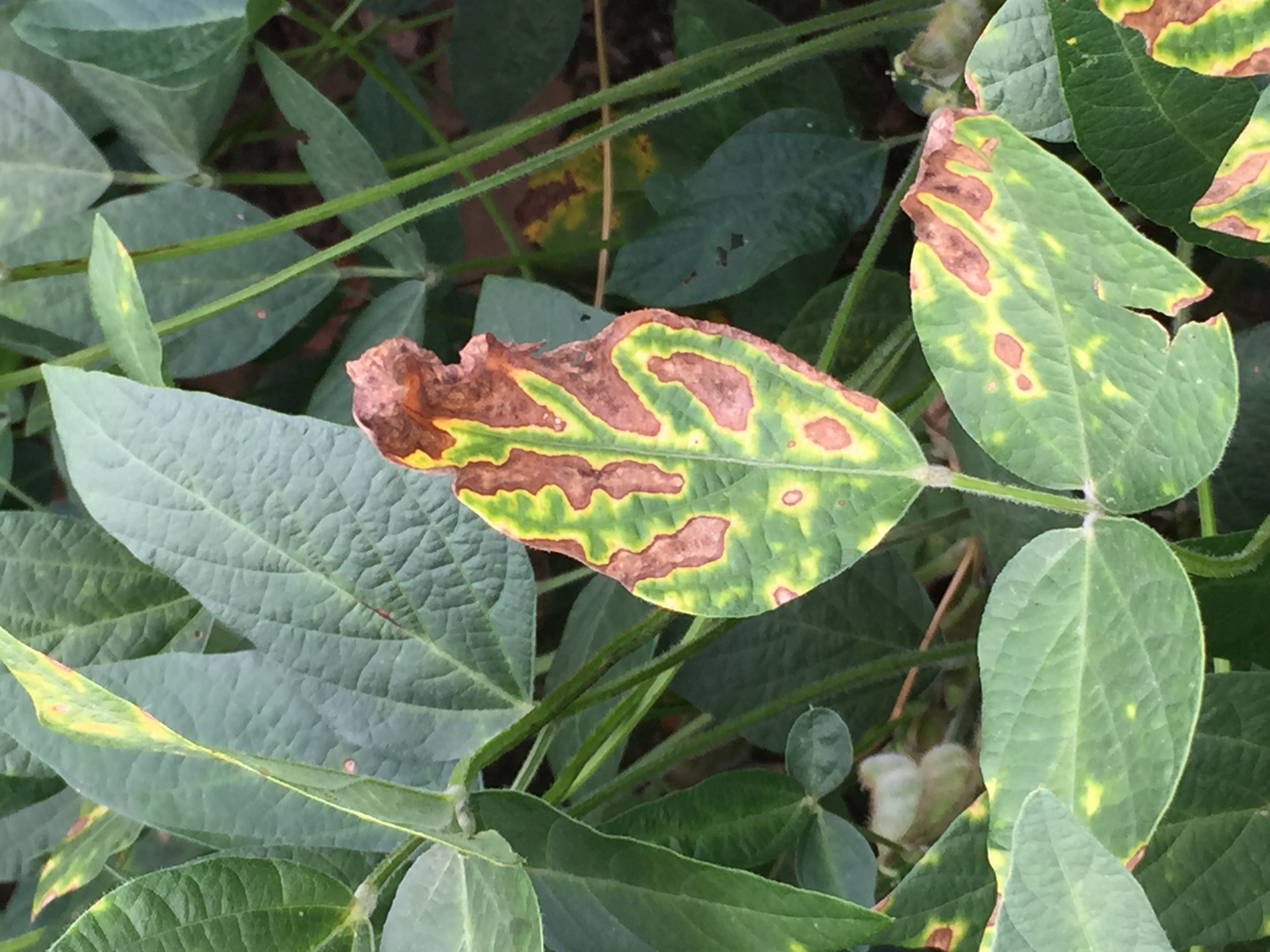 Fungicide Phytotoxicity on Soybean