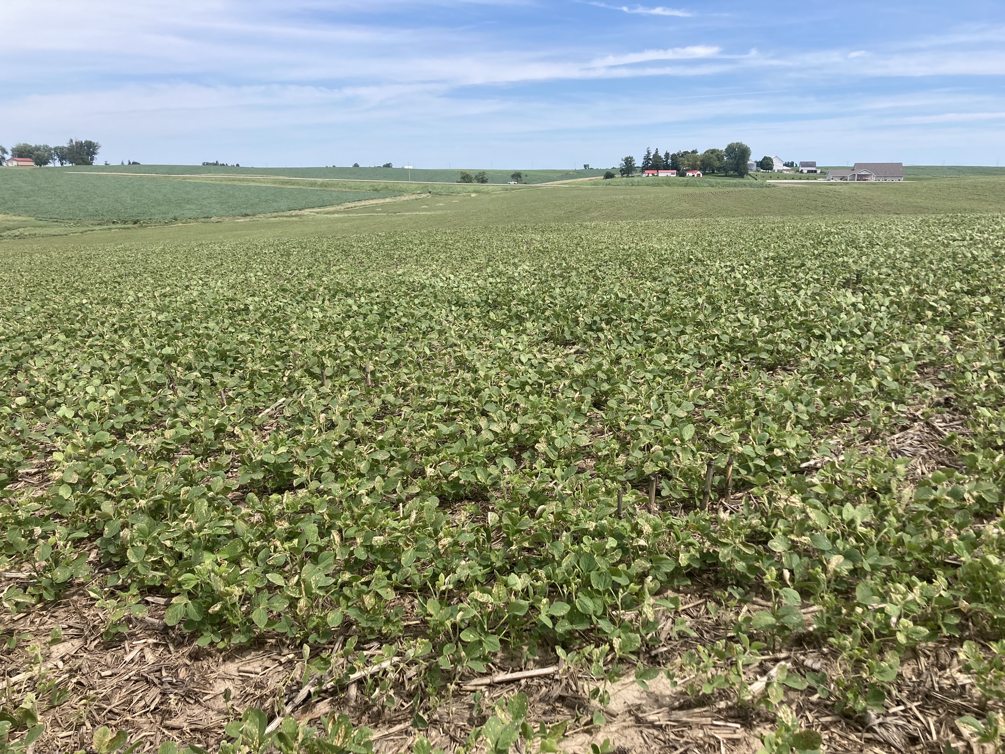 Photo of a soybean field with leaves displaying herbicide injury symptoms of chlorotic and necrotic spots.