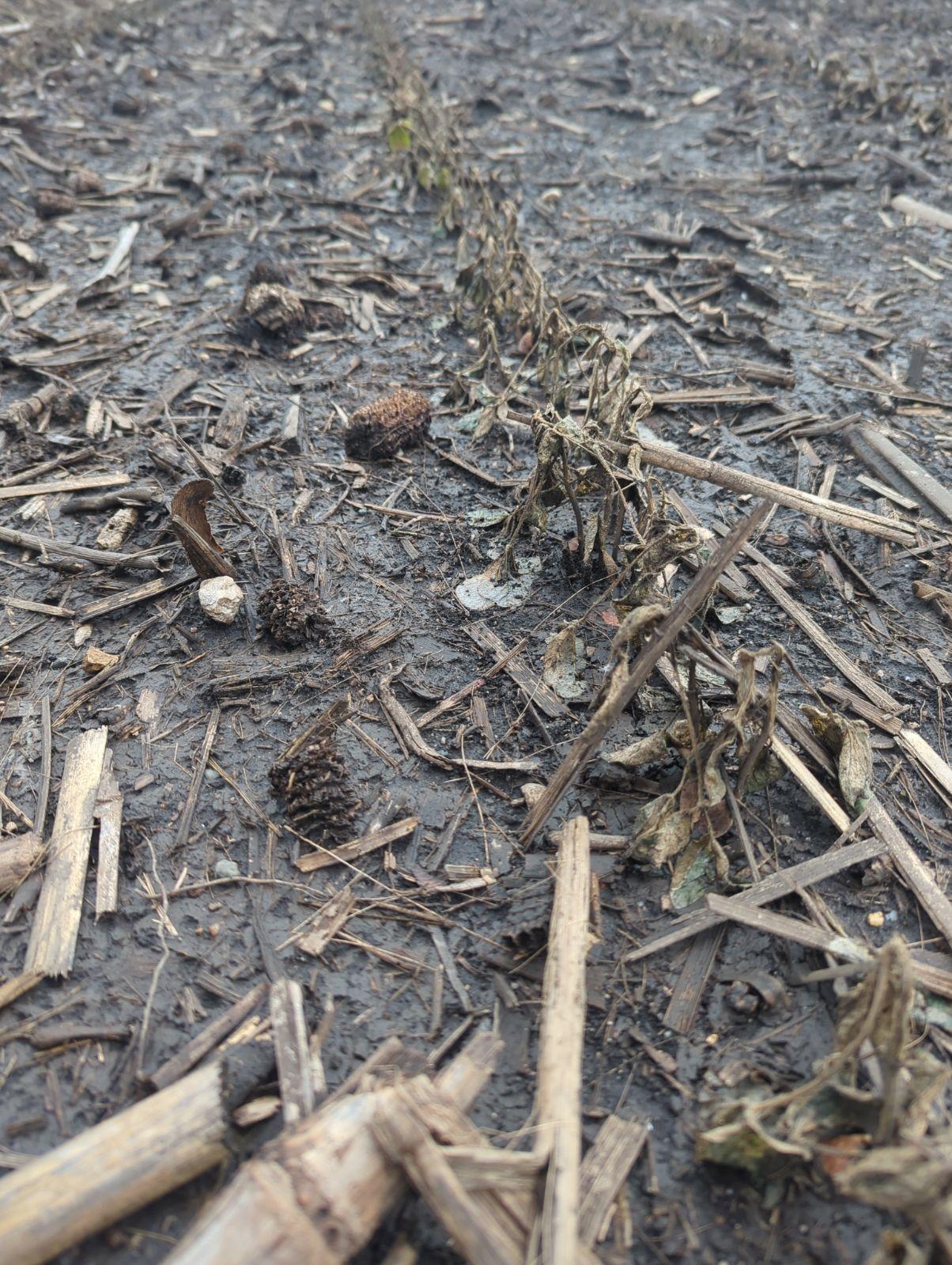 Photo of a row of water logged soybeans that are completely necrotic. The soil has lots of crop debris from the flood.