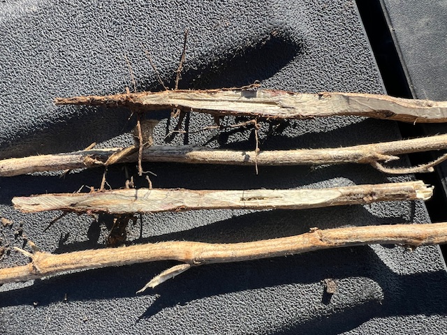 Photo of several soybean stems split in half to show lesions from soybean stem canker.