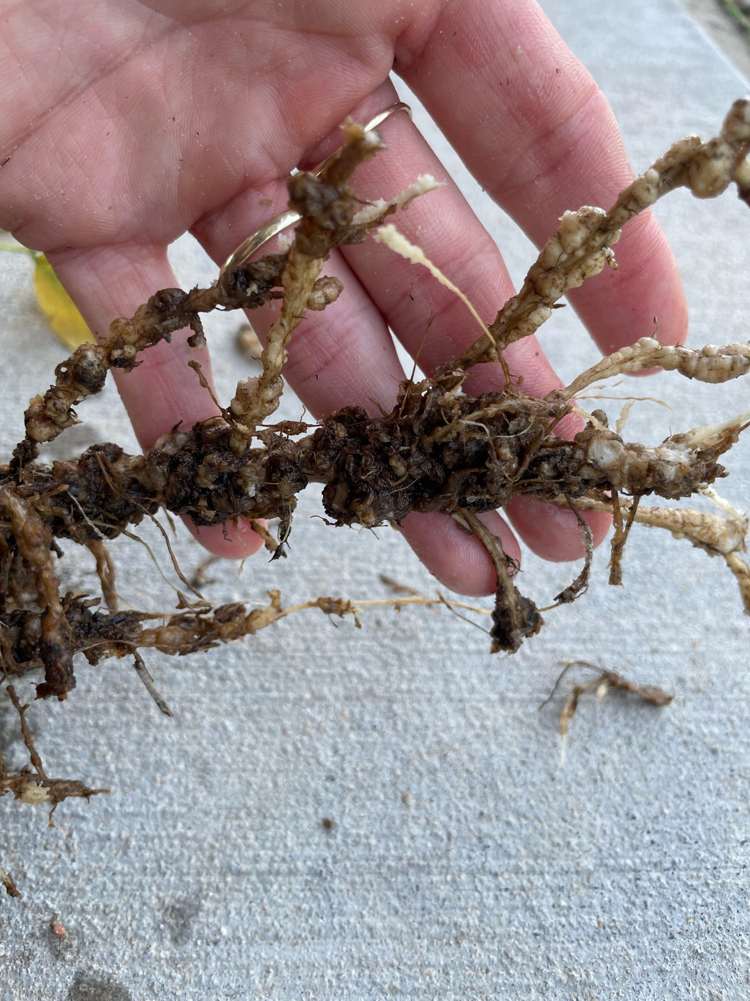 Up close photo of a soybean root showing galls due to root knot nematode.