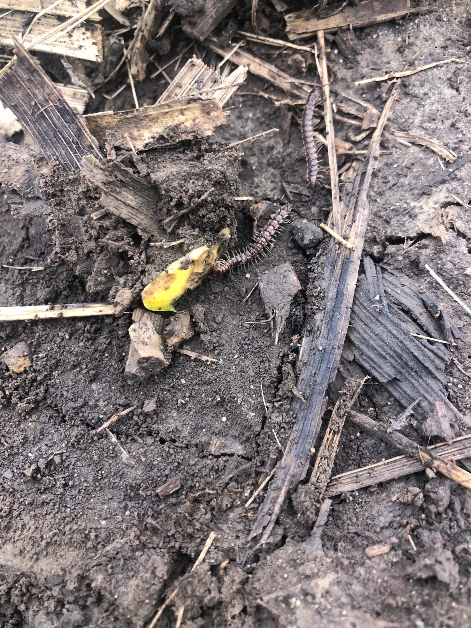 Photo of millipedes around an emerging soybean cotyledon.