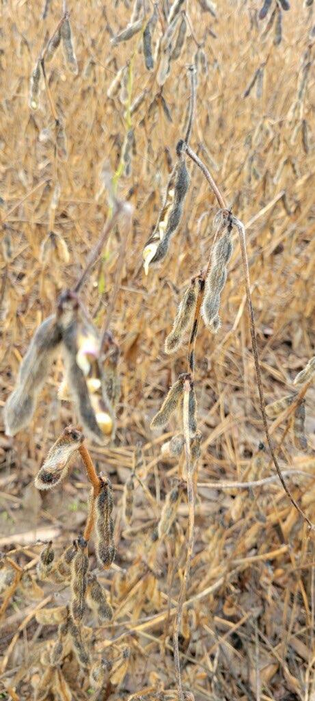 Slightly blurry photo of soybean seeds sprouting in pods.