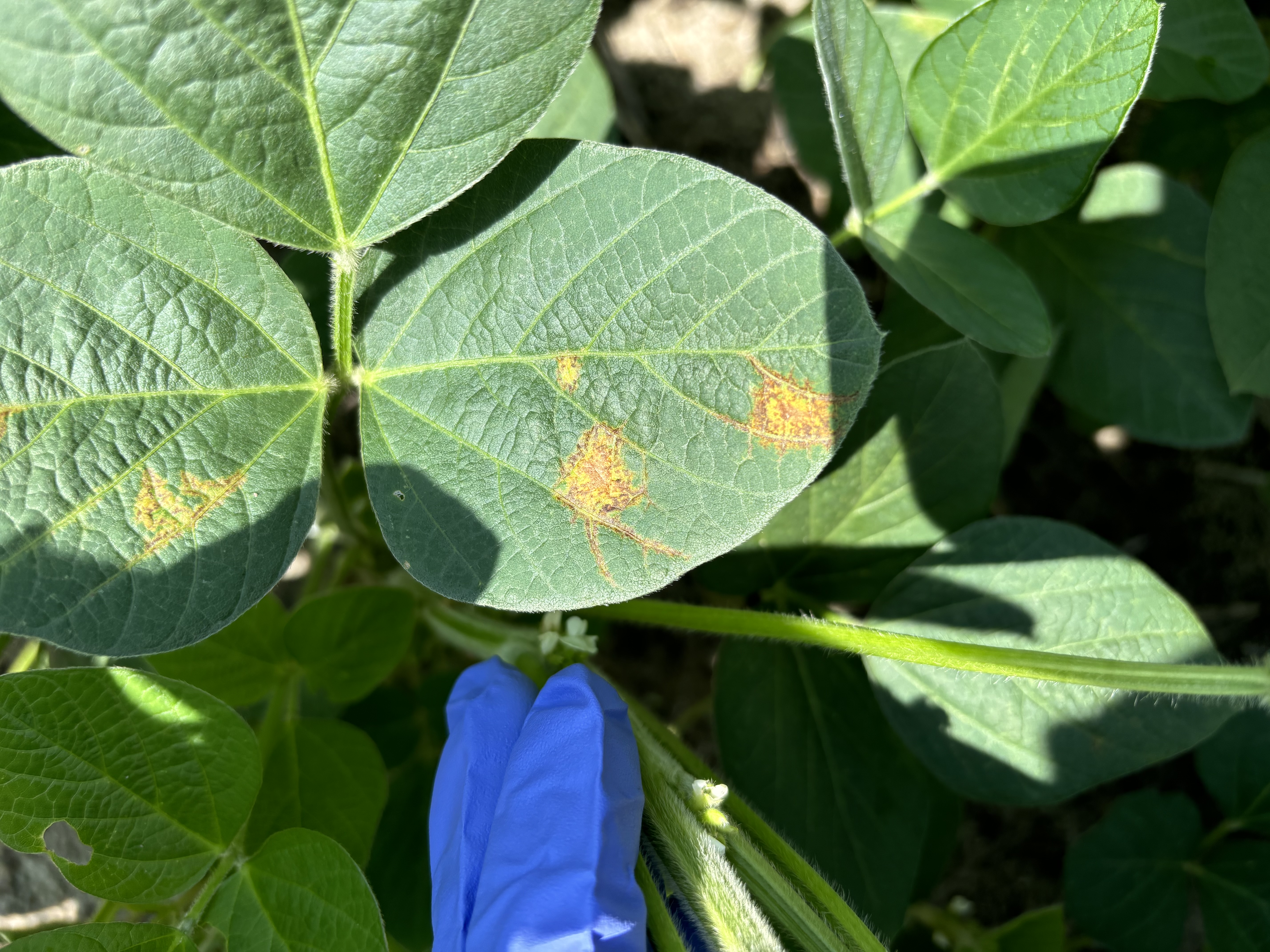 Photo of soybean leaves displaying symptoms of soybean vein necrosis virus.