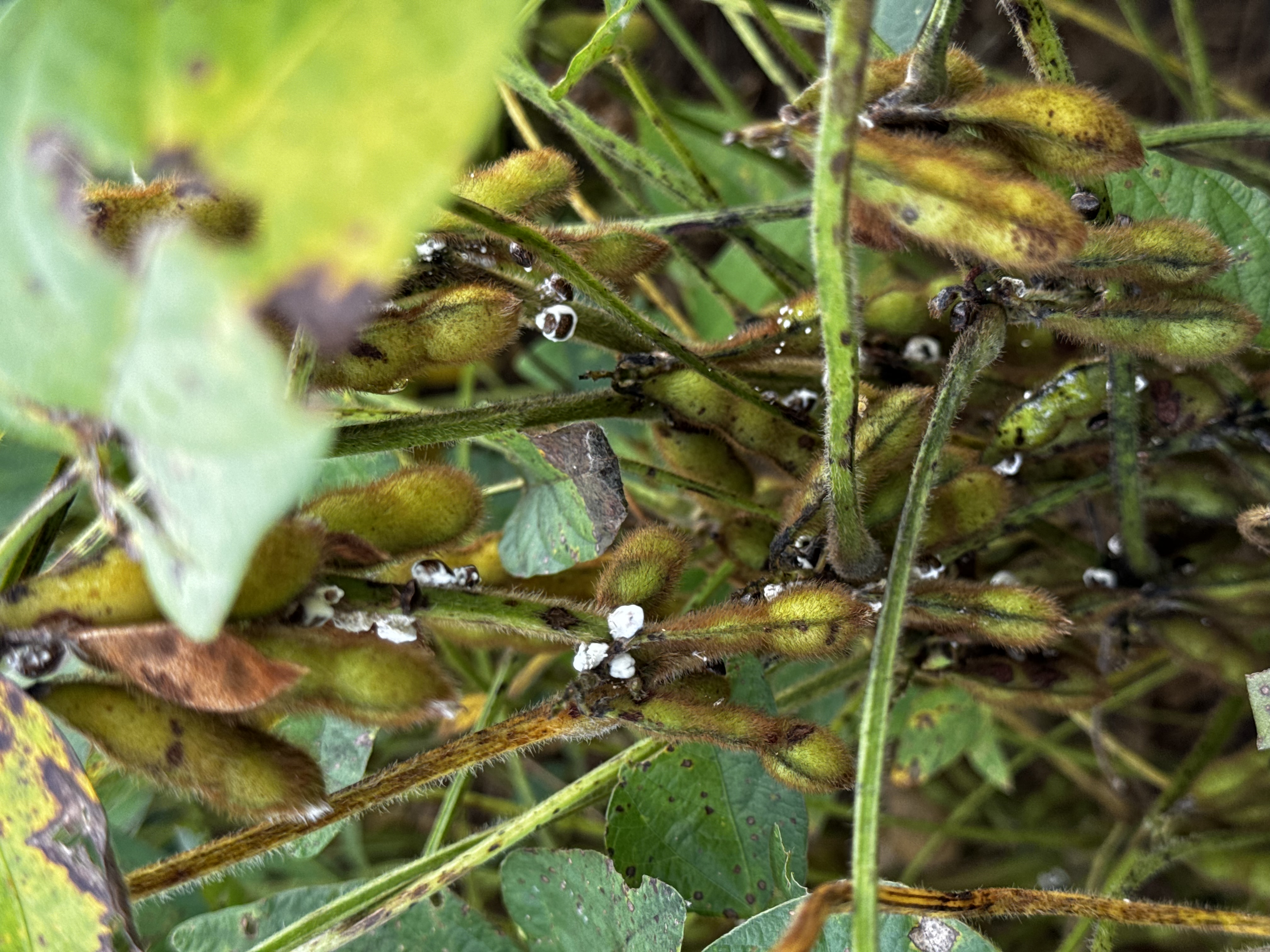 A photo of soybean plants with an infestation of kudzu bugs. The plants have brown discoloration due to insect feeding and the kudzu bugs are covered in a white fungal growth, which is actually a fungus that is controlling the infestation.