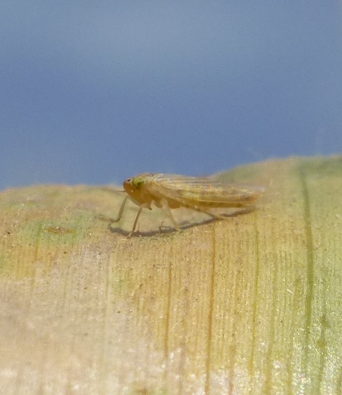 Corn Leafhopper Map
