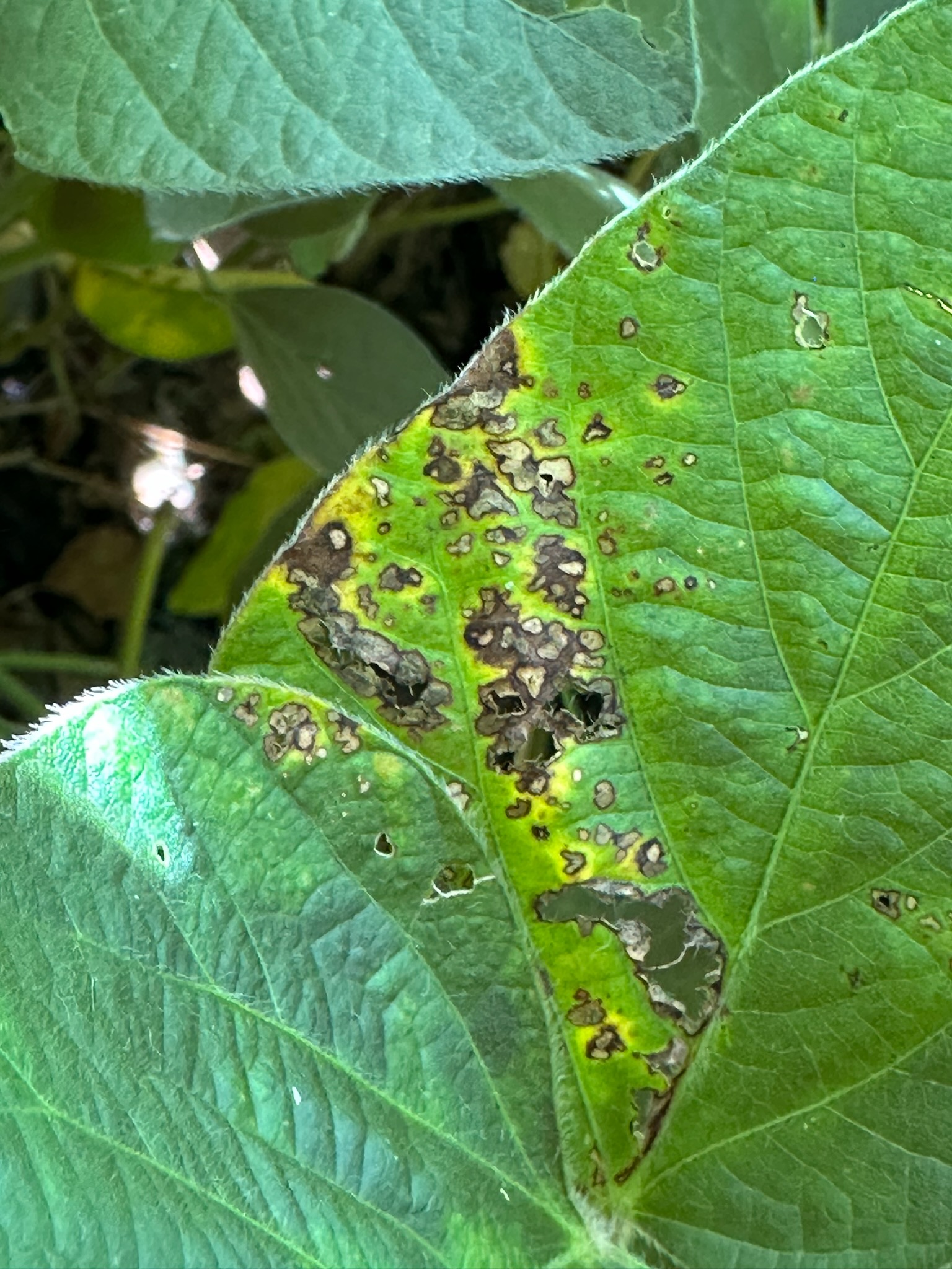 Close up photo of a soybean leaf with circular lesions.