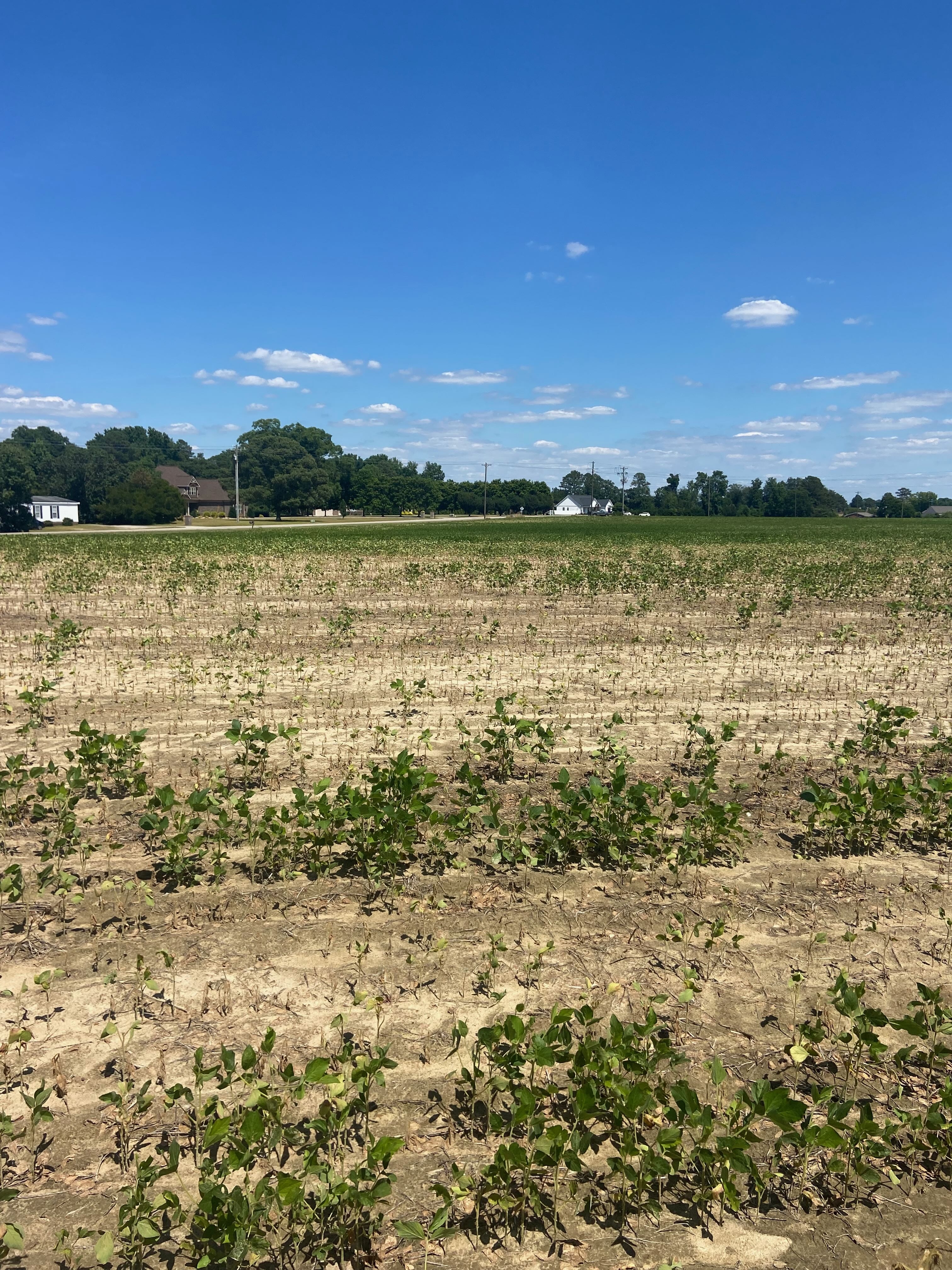 Photo of a soybean field showing large areas of dead plants.