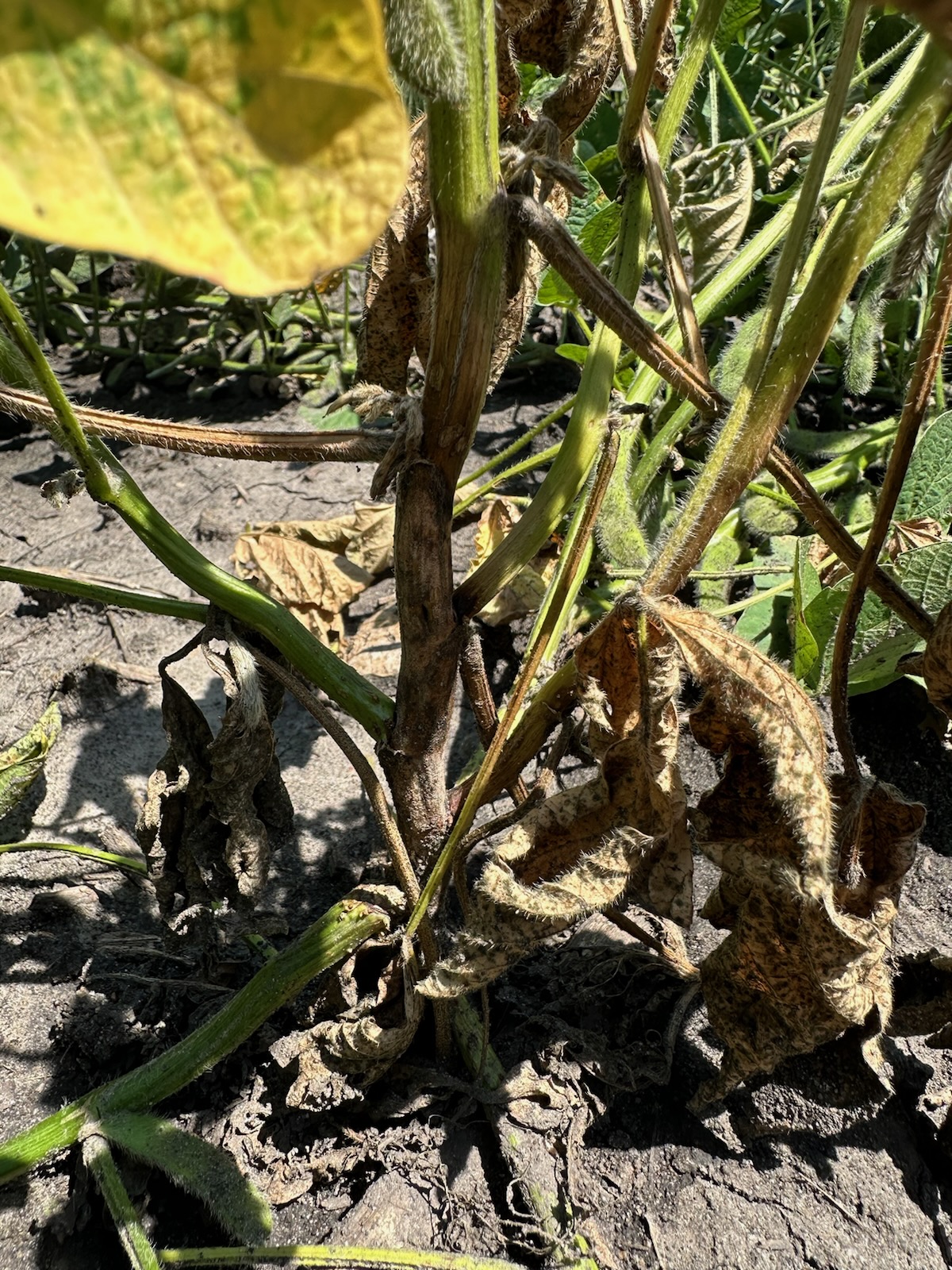 Photo of a soybean plant displaying phytophthora root and stem rot.