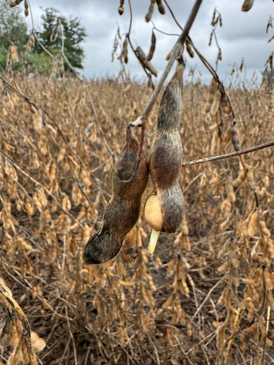 Photo of a soybean field with a two soybean pods in focus. The soybean seeds have sprouted in the pod.