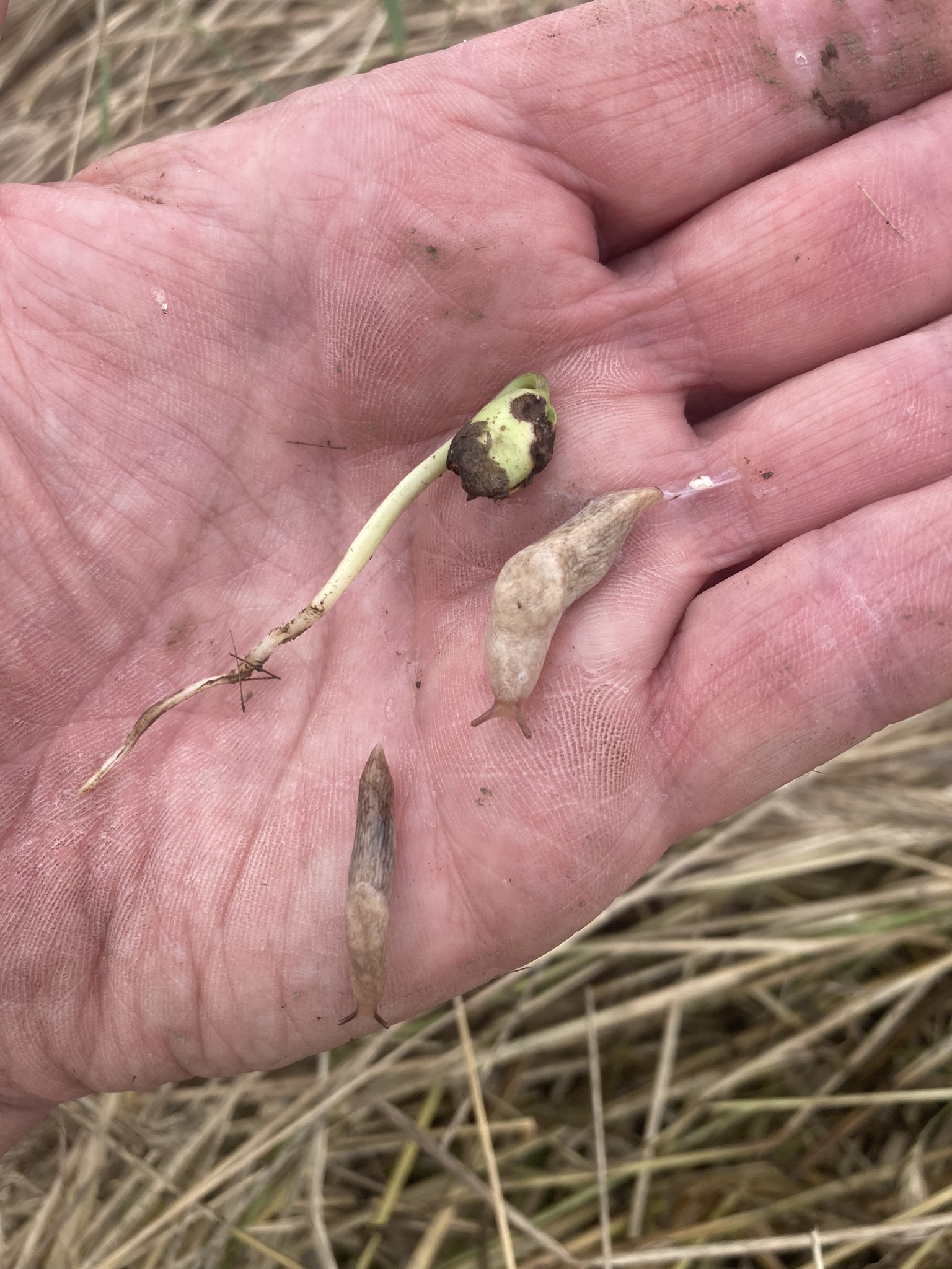 Photo of a hand with cereal rye residue in the background. On the hand is a damaged soybean seedling and two slugs.