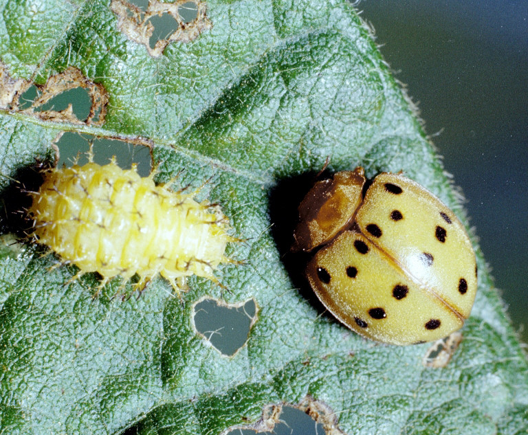 Mexican Bean Beetle in Soybean