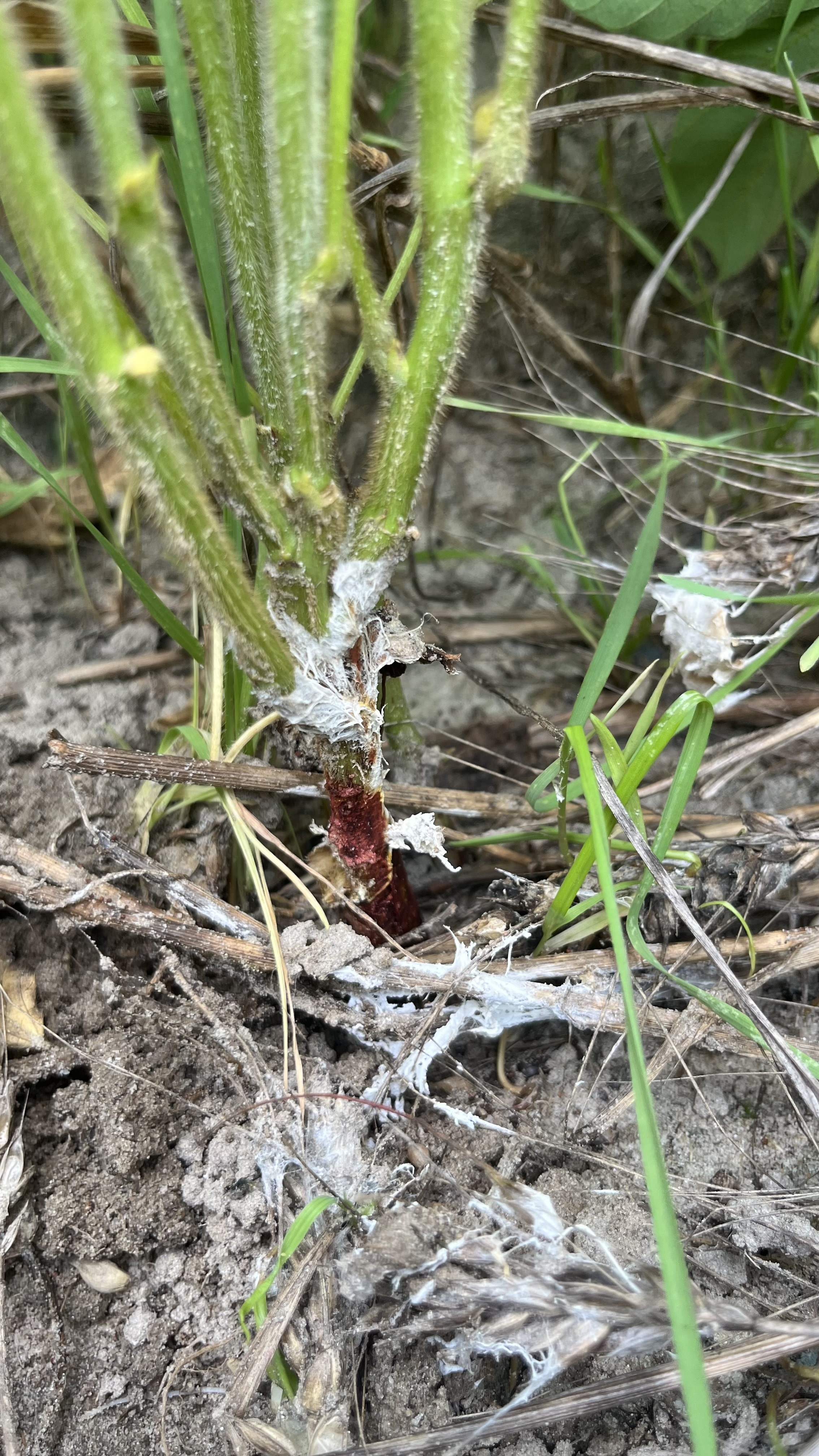 Photo of a soybean plant near its roots showing symptoms of southern blight.