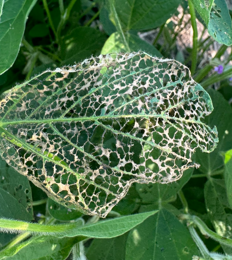 Photo of a skeletonized soybean leaf due to defoliation by Japanese Beetles.