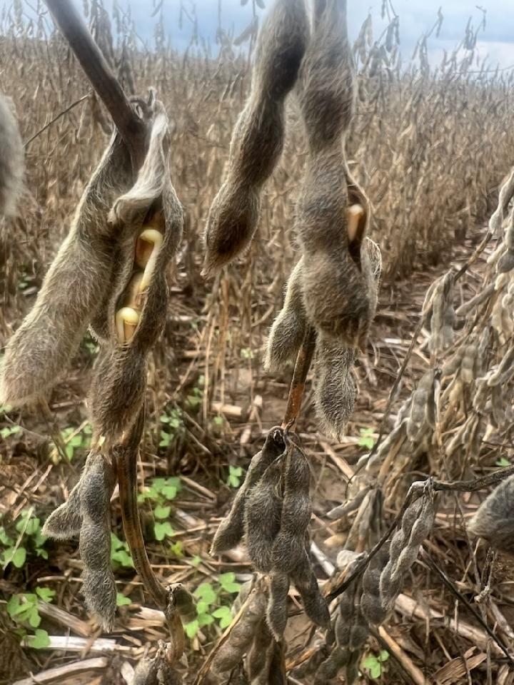 Photo of soybean seeds that have sprouted in the pod.