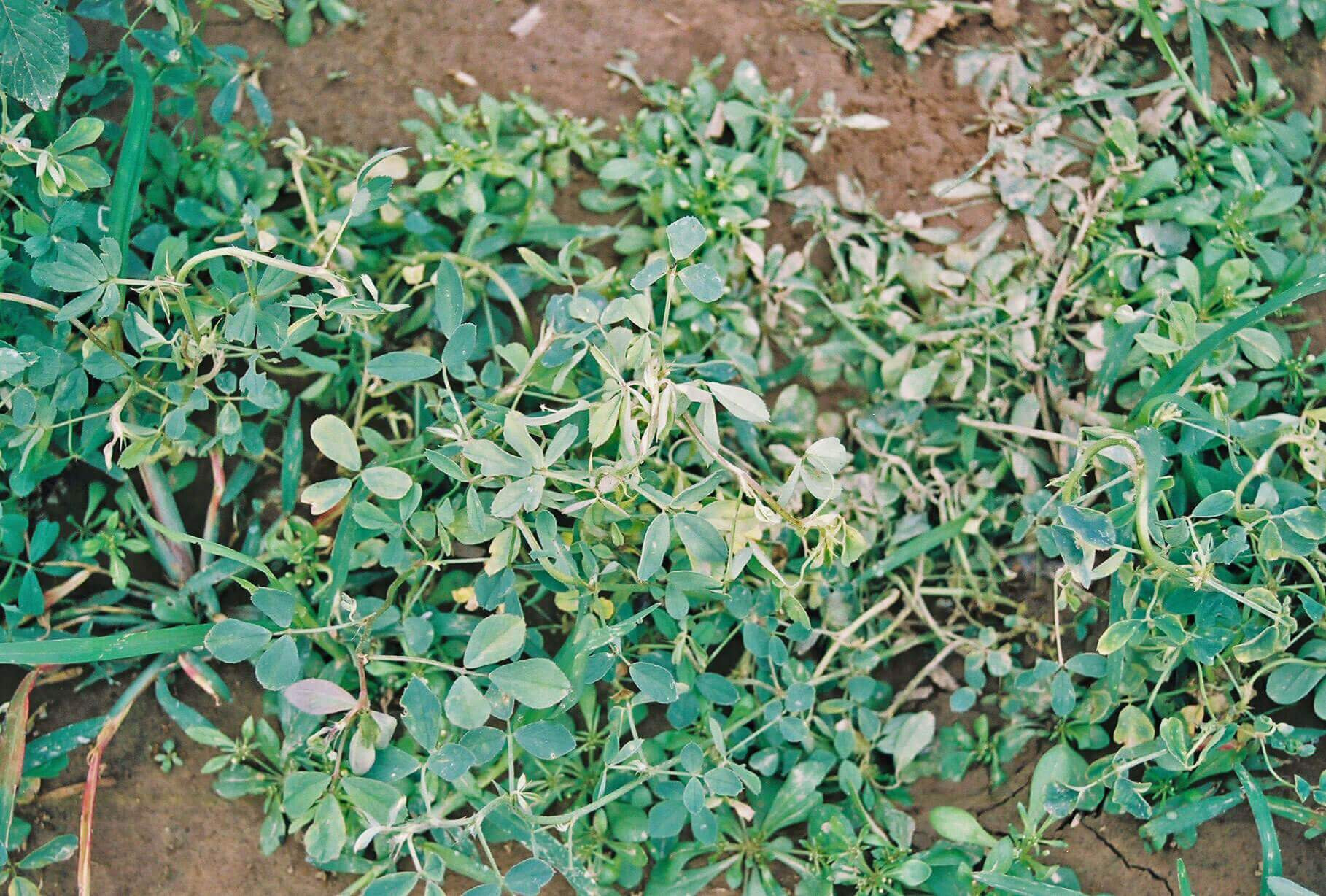 Herbicide Injury in Alfalfa