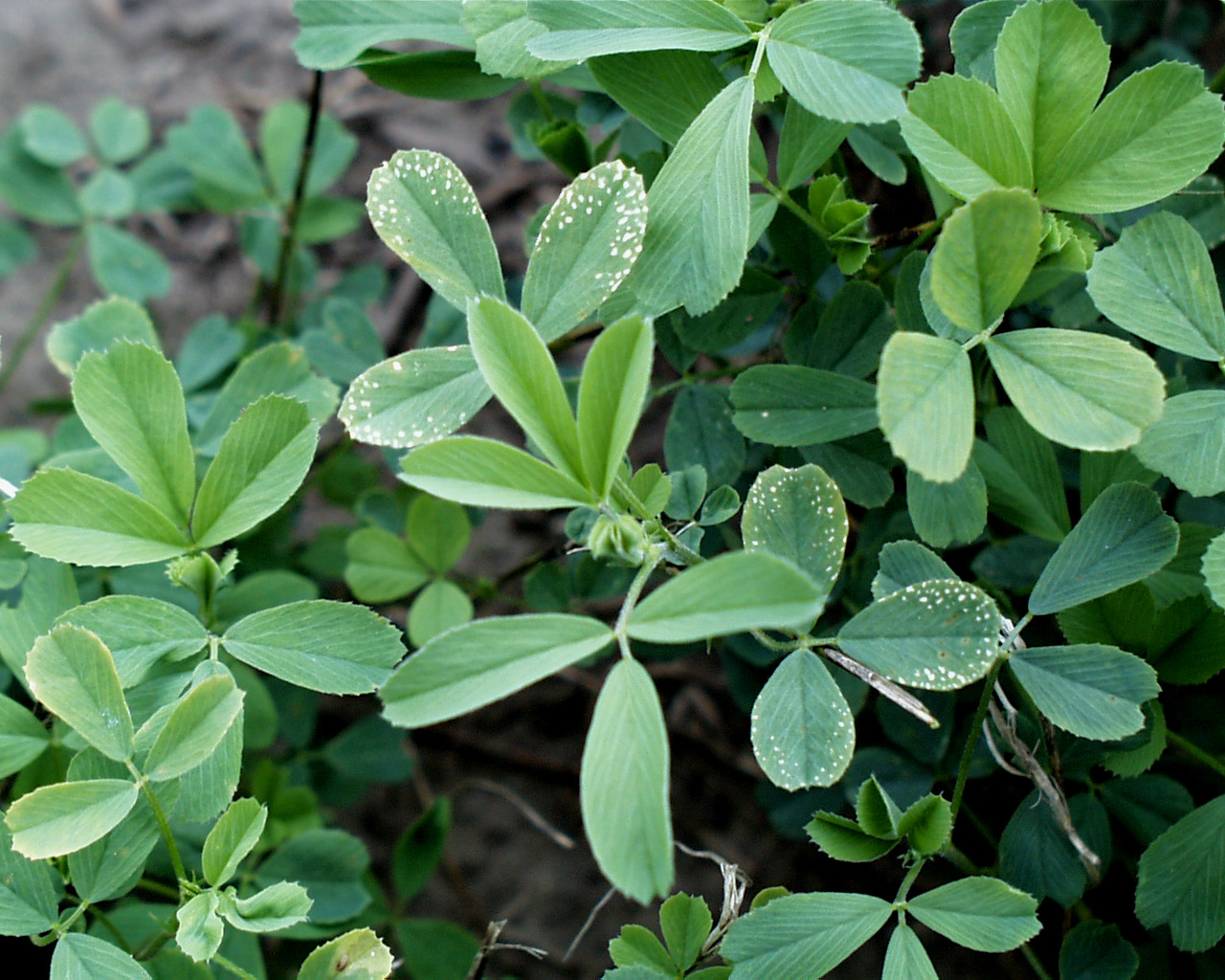 Potassium Deficiency in Alfalfa