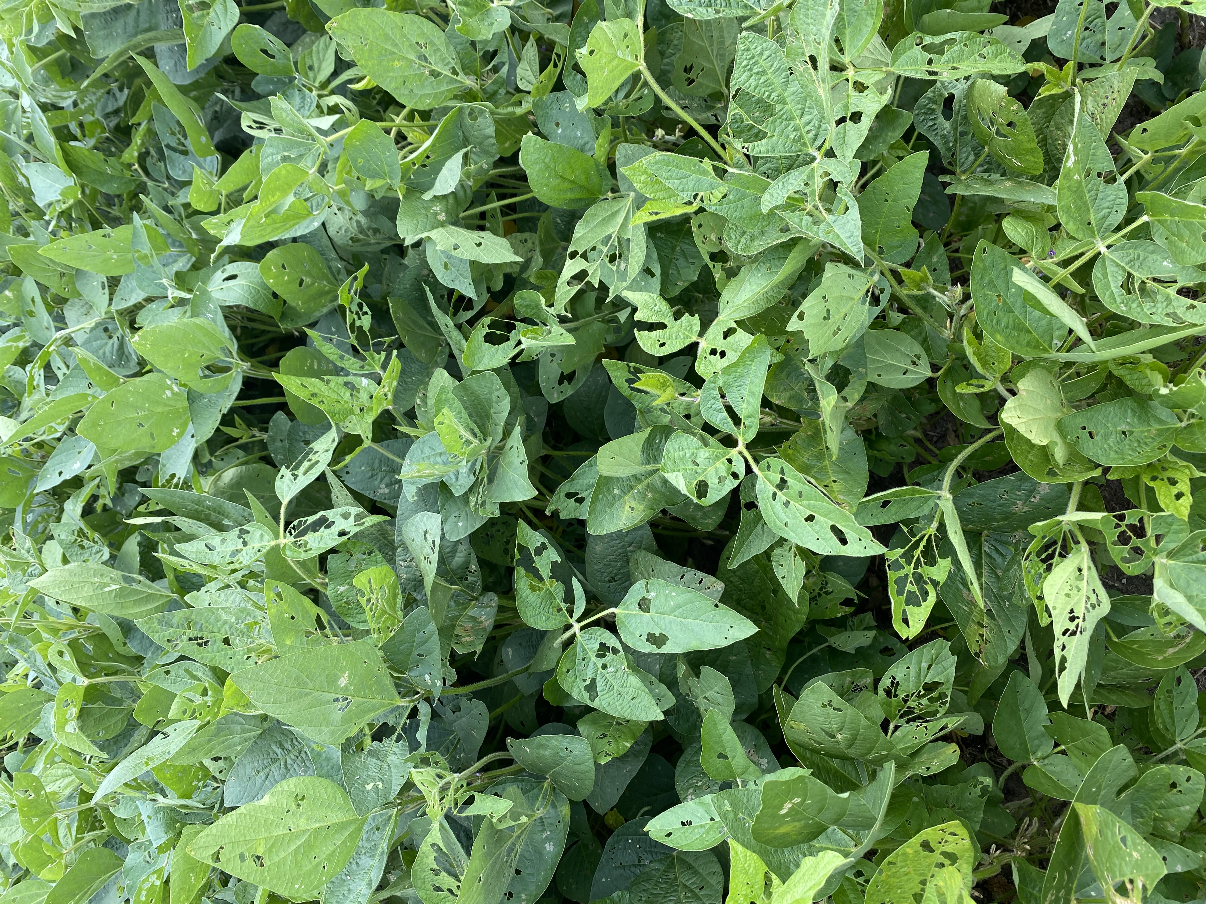 Soybean plants showing defoliation due to insect feeding.