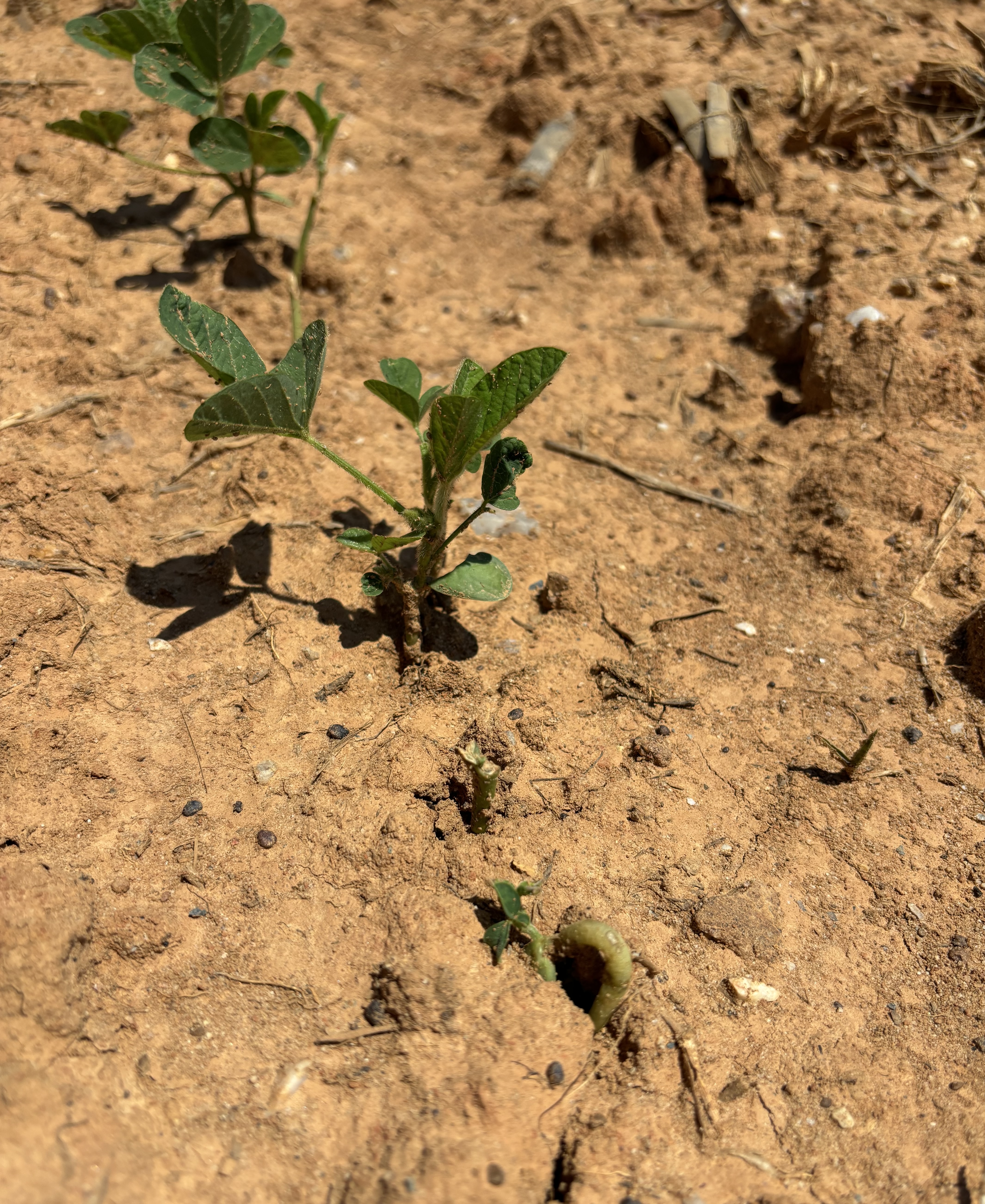 Photo of young soybean plants showing drought stress. The ground is dry and cracked.