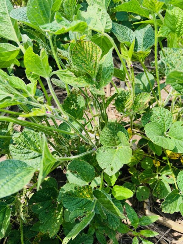 Photo of a soybean plant displaying signs of sudden death syndrome.