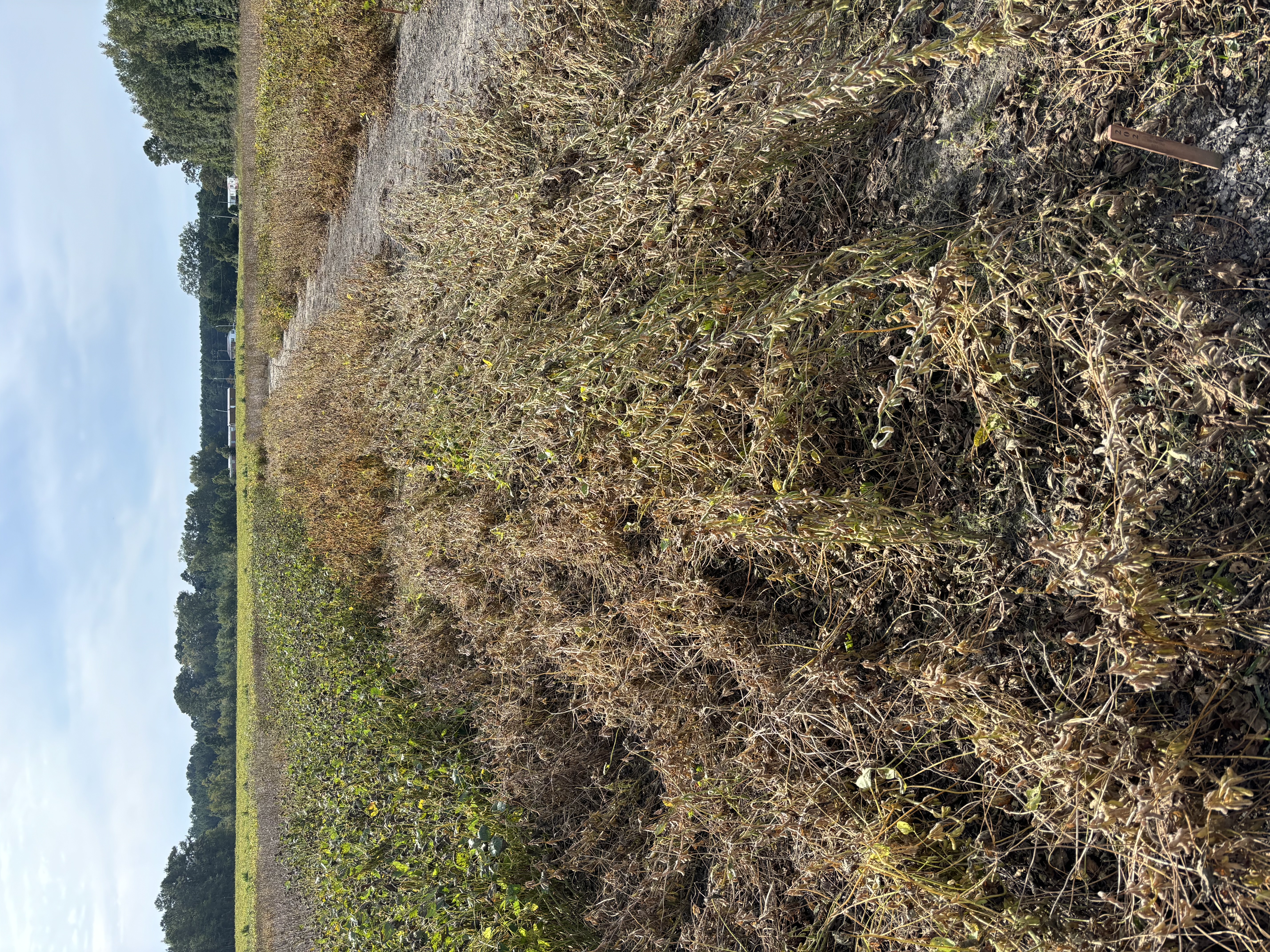 A plot of soybeans that is largely laid down and tangled due to lodging.