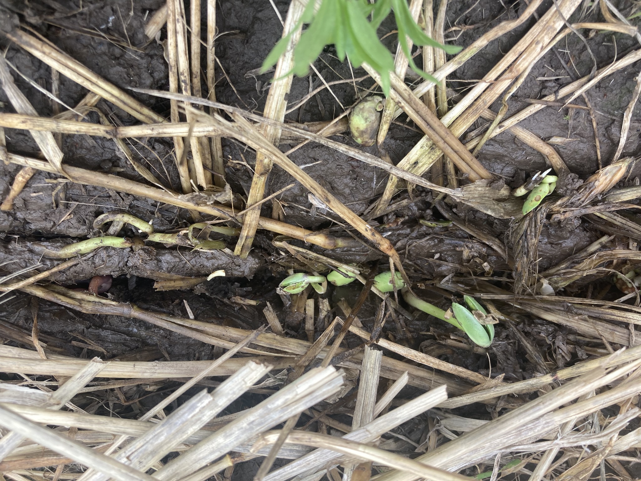 Photo of emerging soybeans in heavy rye cover crop residue.