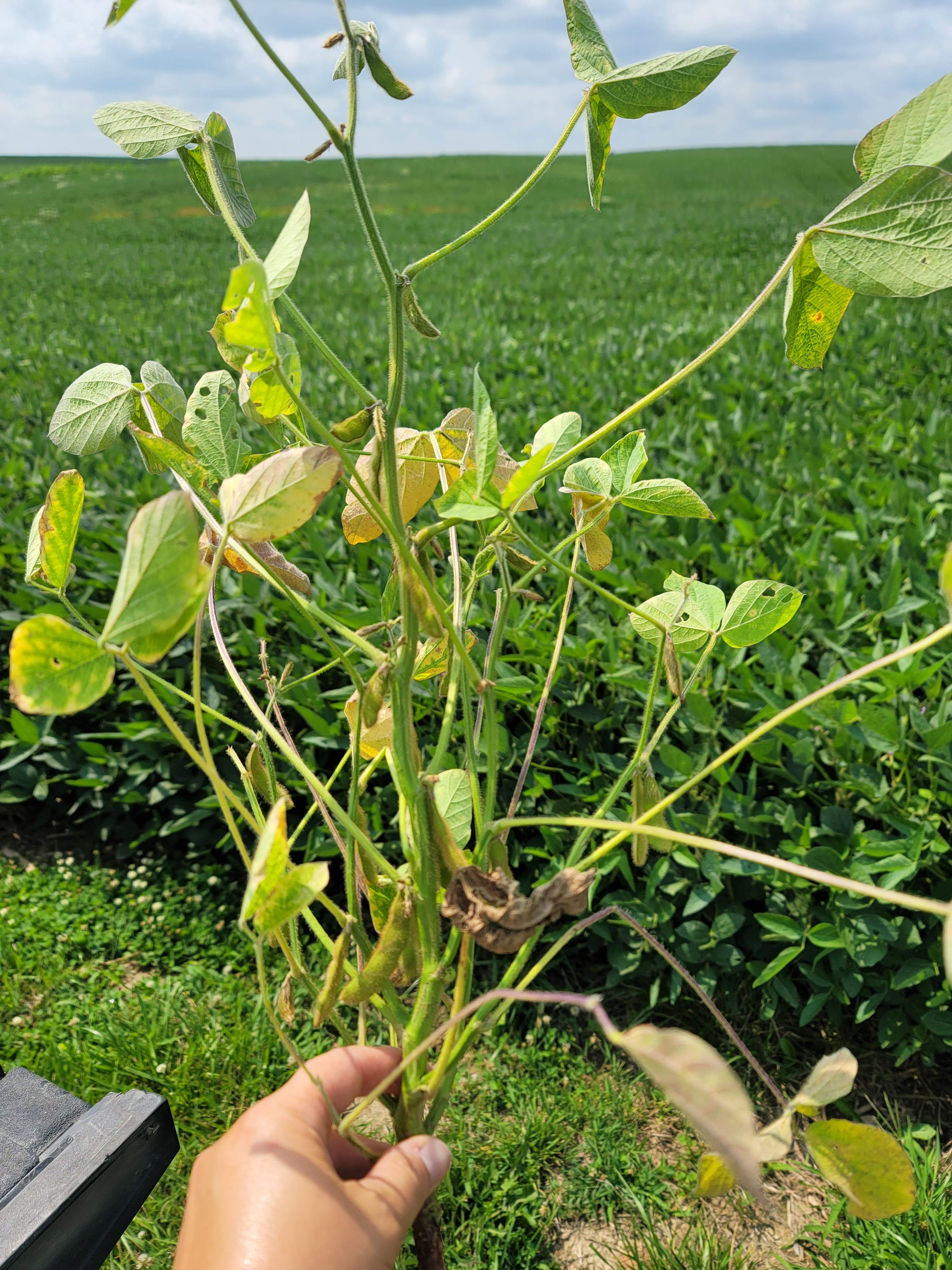 Photo of a hand holding a soybean plant infected with red crown rot.