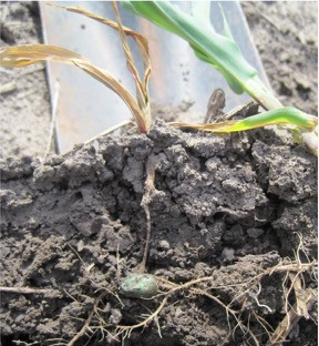 Corn Disease Loss Estimates From the United States and Ontario, Canada — 2013