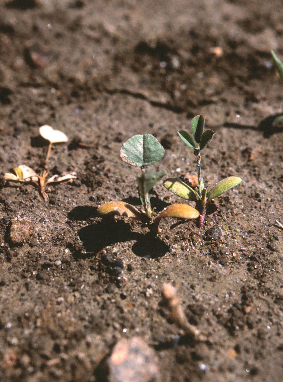 An Overview of Aphanomyces Root Rot