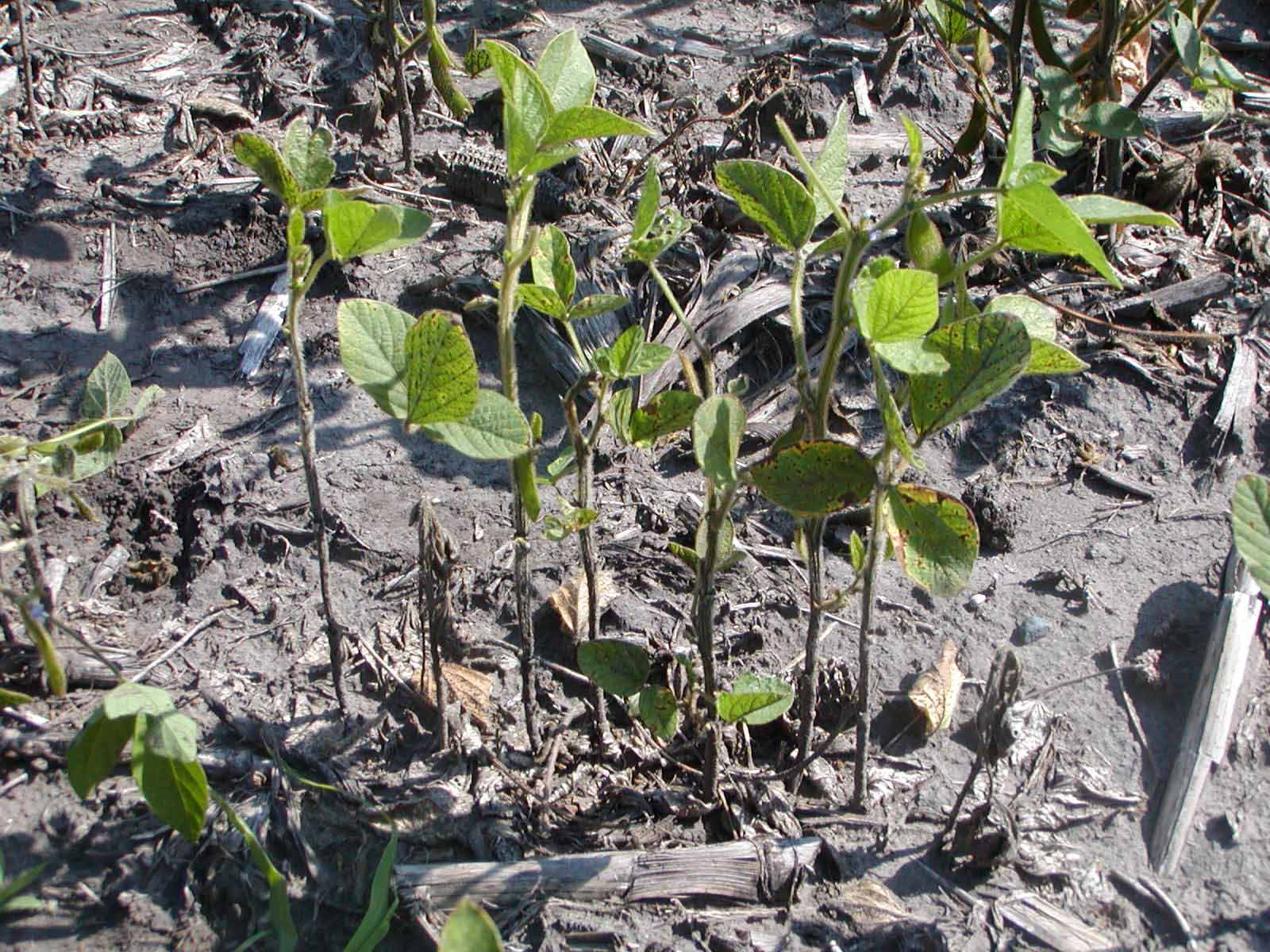 Soybean Disease Loss Estimates From the United States and Ontario, Canada — 2021