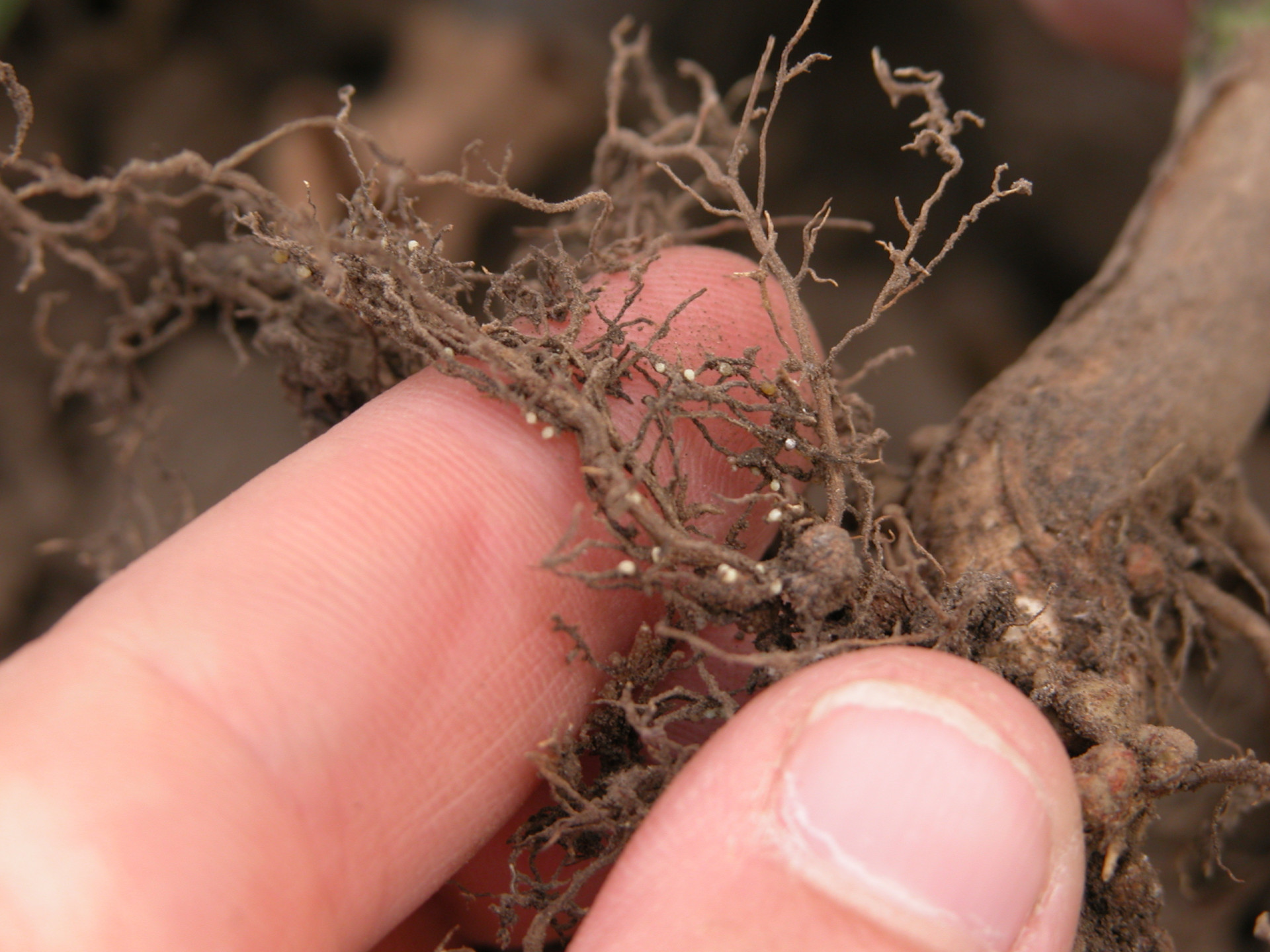 Soybean Disease Loss Estimates From the United States and Ontario, Canada — 2015