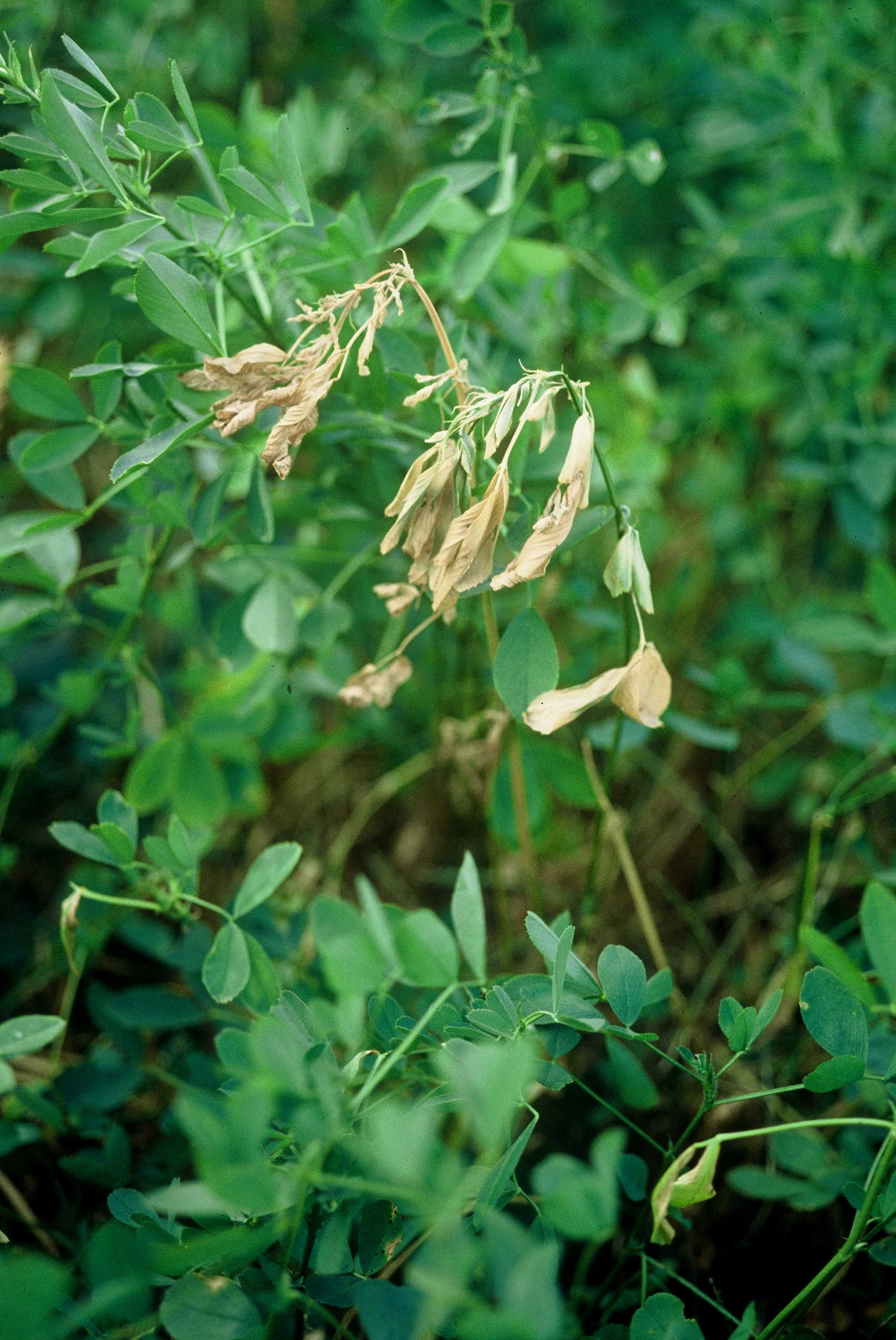 An Overview of Anthracnose in Alfalfa