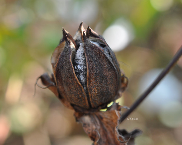 Cotton Disease Loss Estimates from the United States — 2023