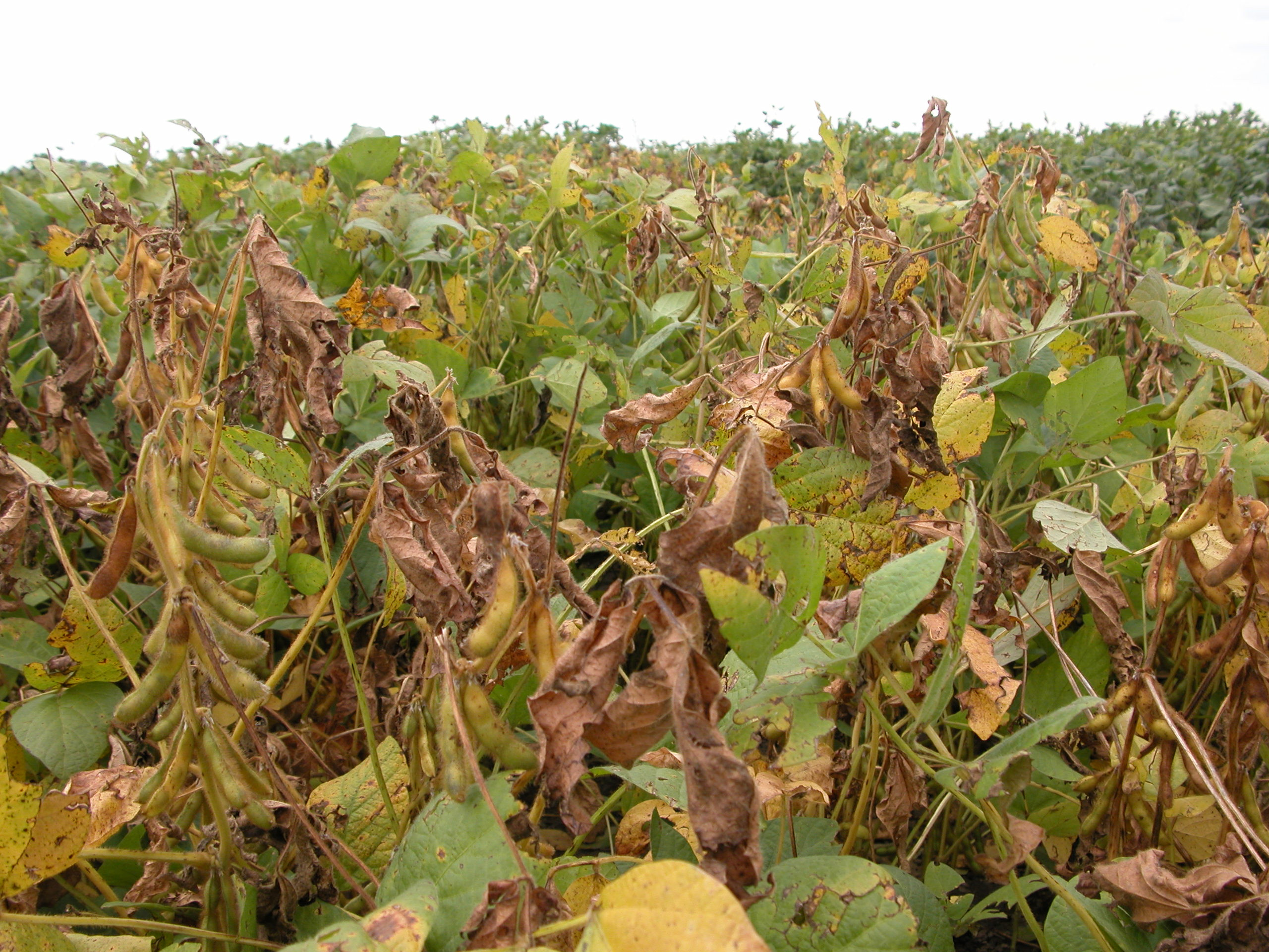 An Overview of Stem Canker