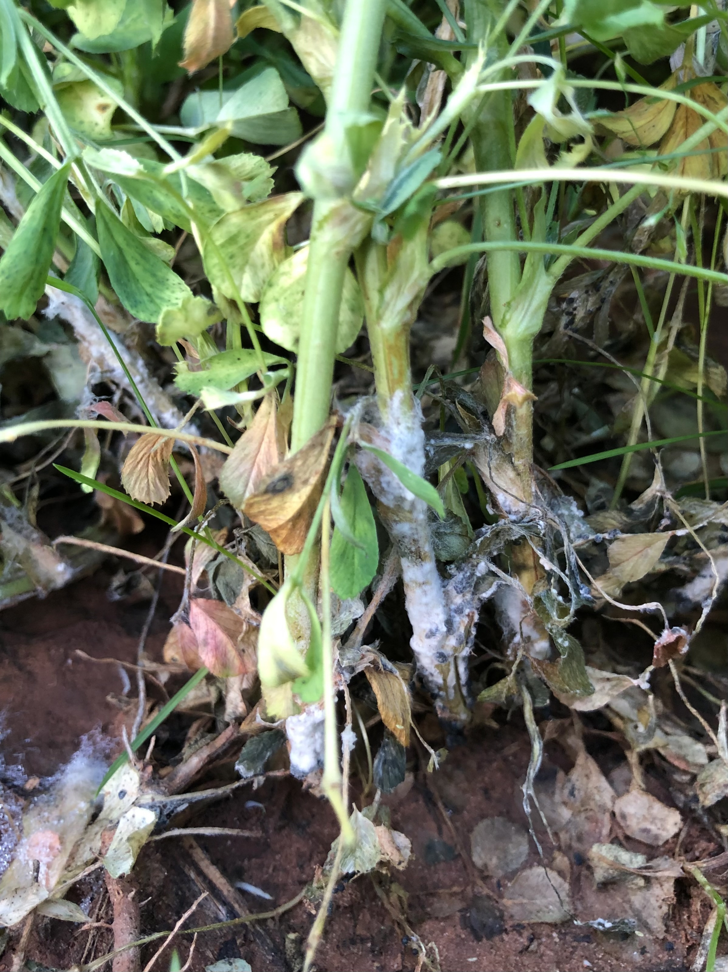 An Overview of Sclerotinia Crown and Stem Rot in Alfalfa