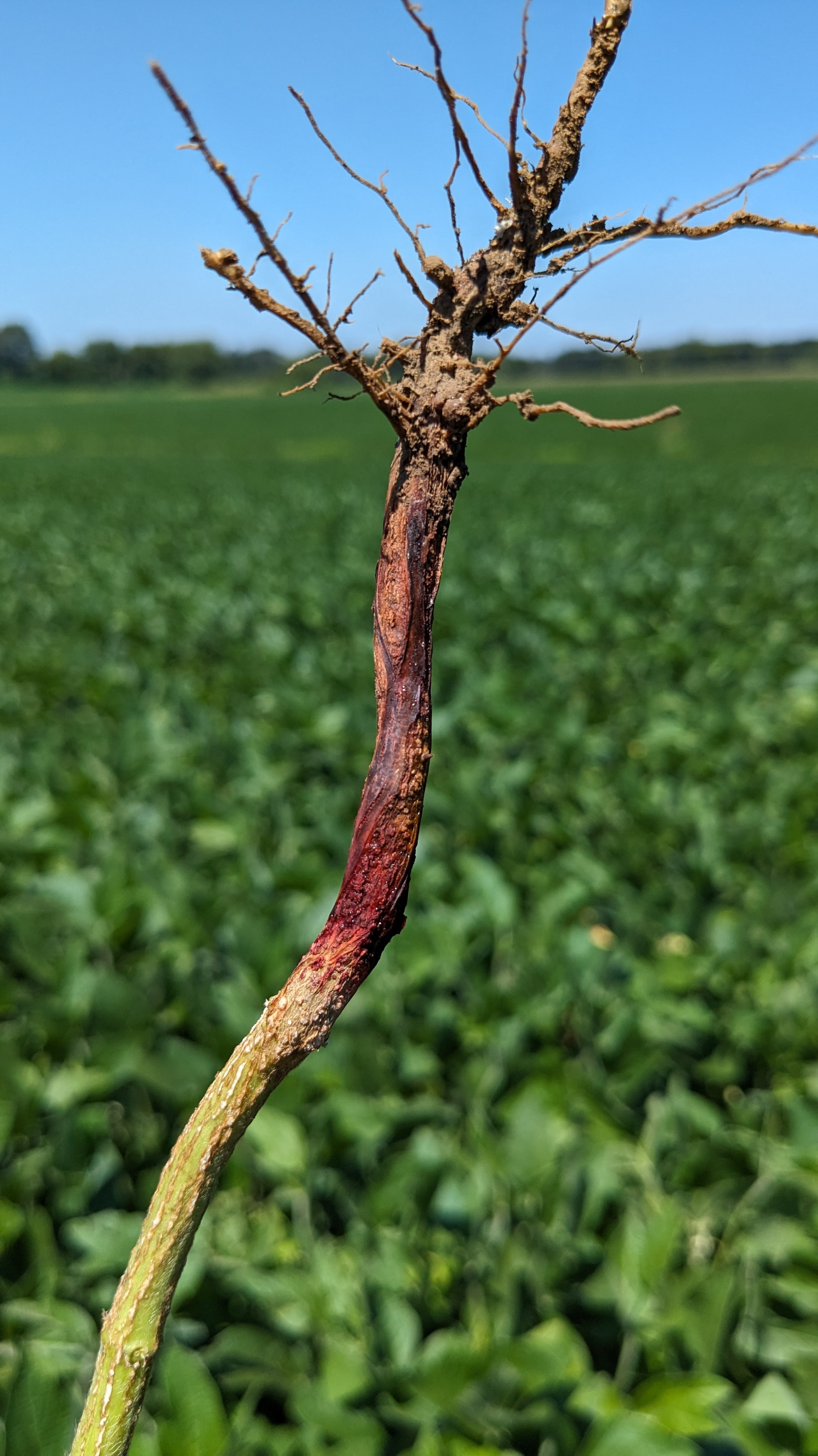 An Overview of Red Crown Rot of Soybean