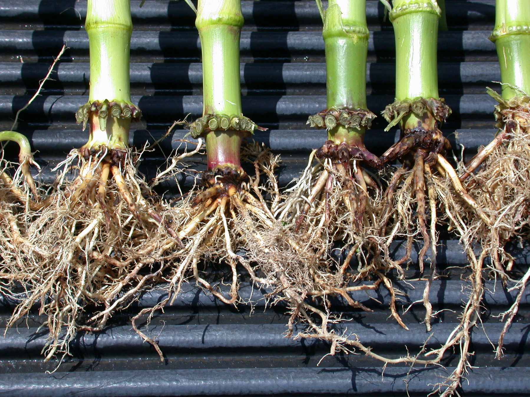 Corn Invertebrate Loss Estimates from the United States and Ontario, Canada — 2025