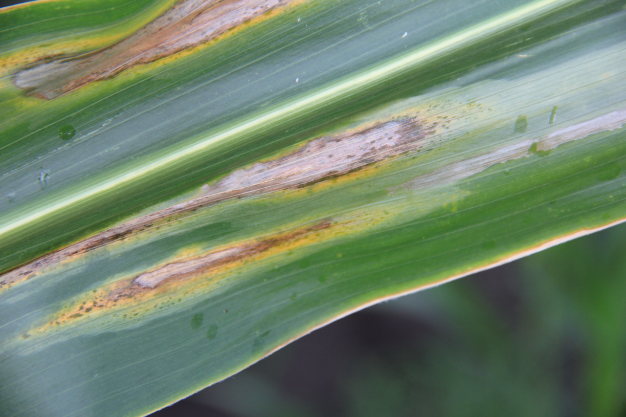 An Overview of Goss's Bacterial Wilt and Blight