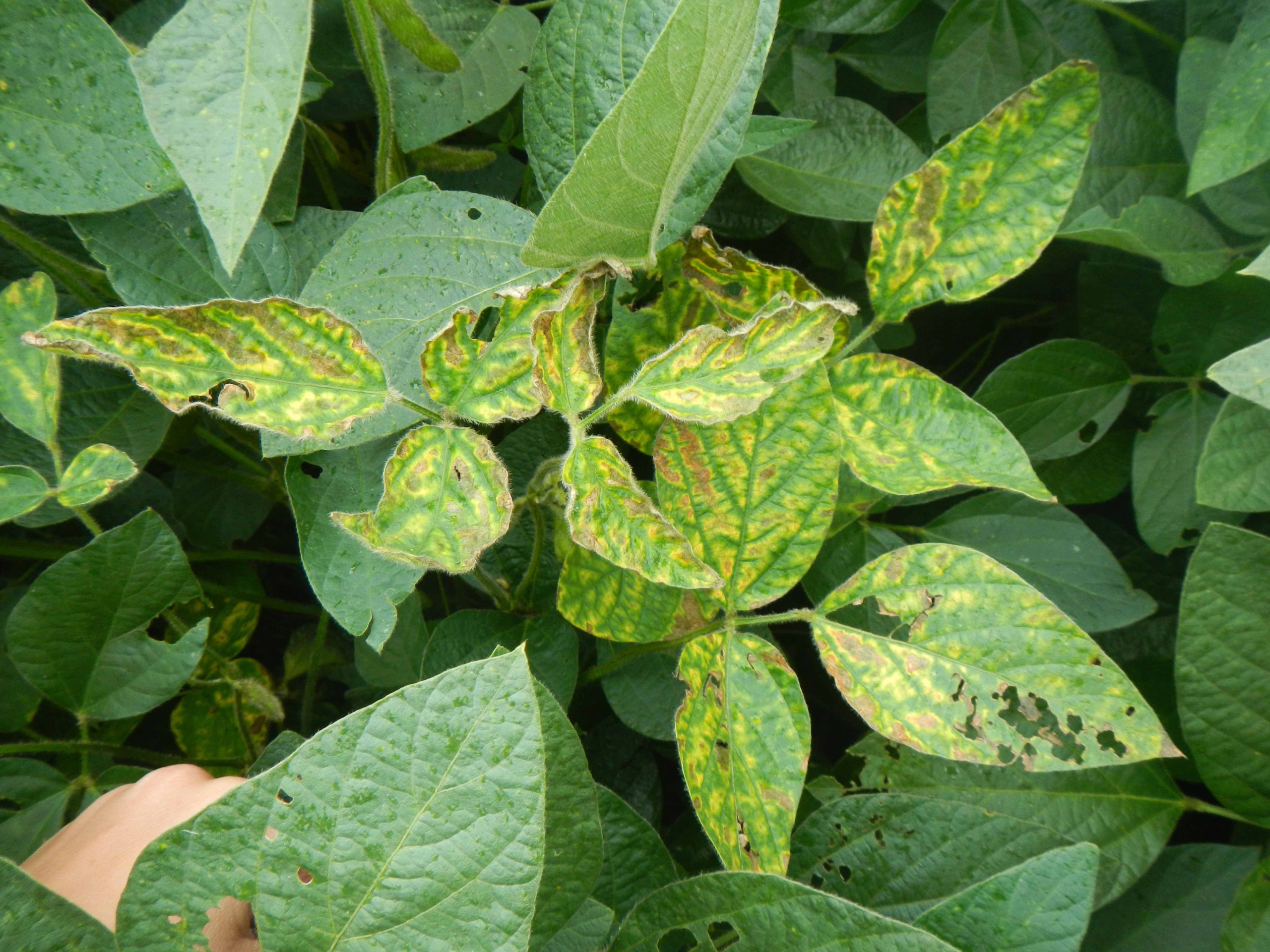 An Overview of Sudden Death Syndrome