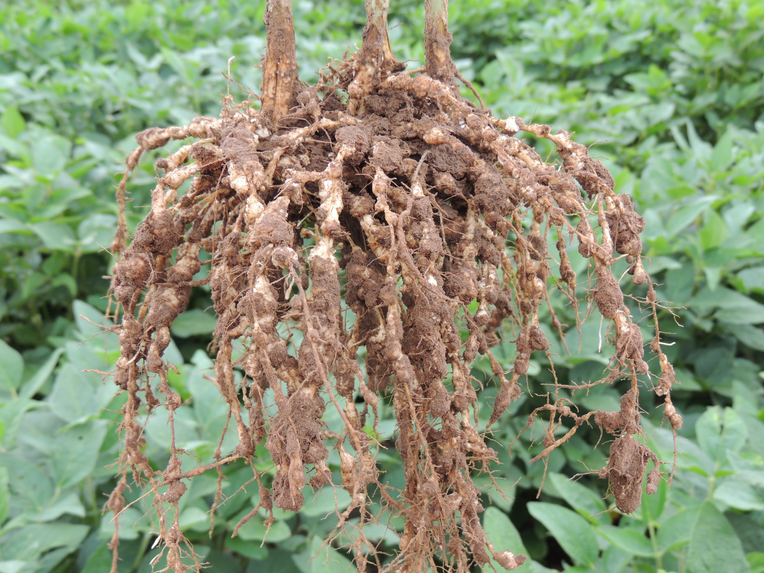 An Overview of Root-Knot Nematodes