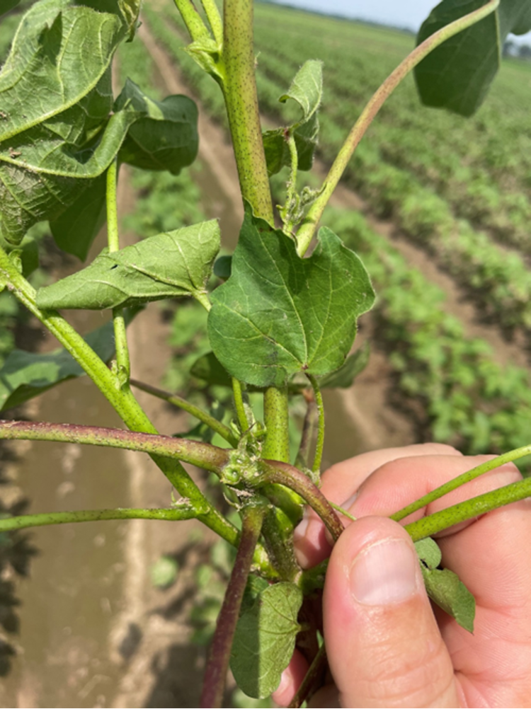Defining and Quantifying the Occurrence of ‘Crazy’ Cotton in Mid-South Cotton Production