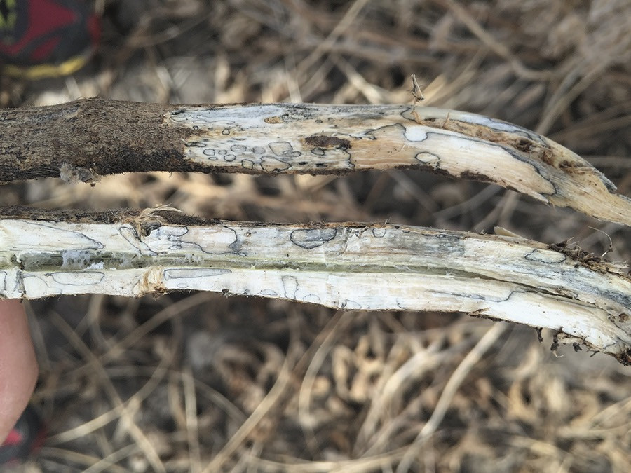 Soybean Stem Zone Lines: Fact and Fiction