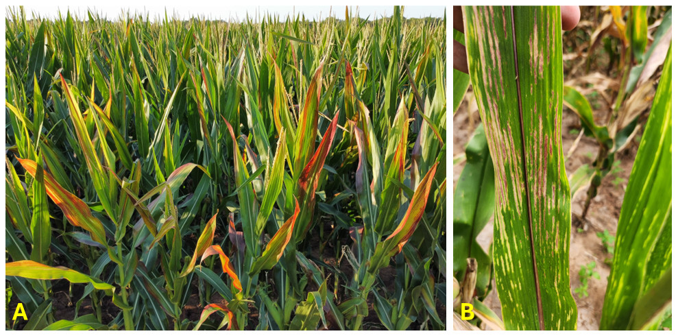 An Overview of Corn Stunt