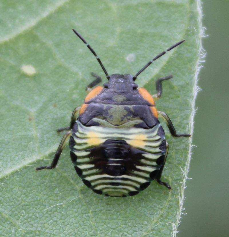 Soybean Invertebrate Loss Estimates from the United States — 2025
