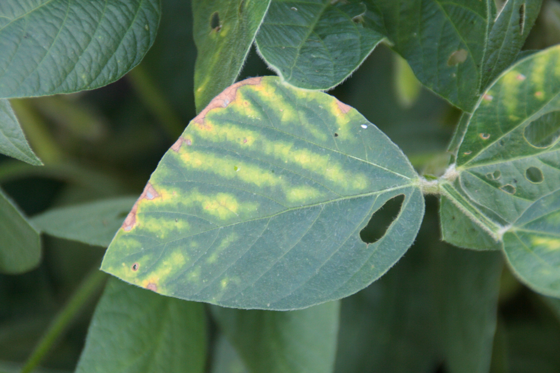 Diagnosing Interveinal Chlorosis in Soybeans — it's not just SDS