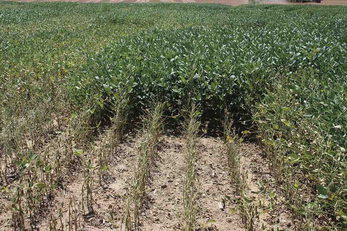 Seed Treatment and Foliar Fungicide Impact on Sudden Death Syndrome and Soybean Yield