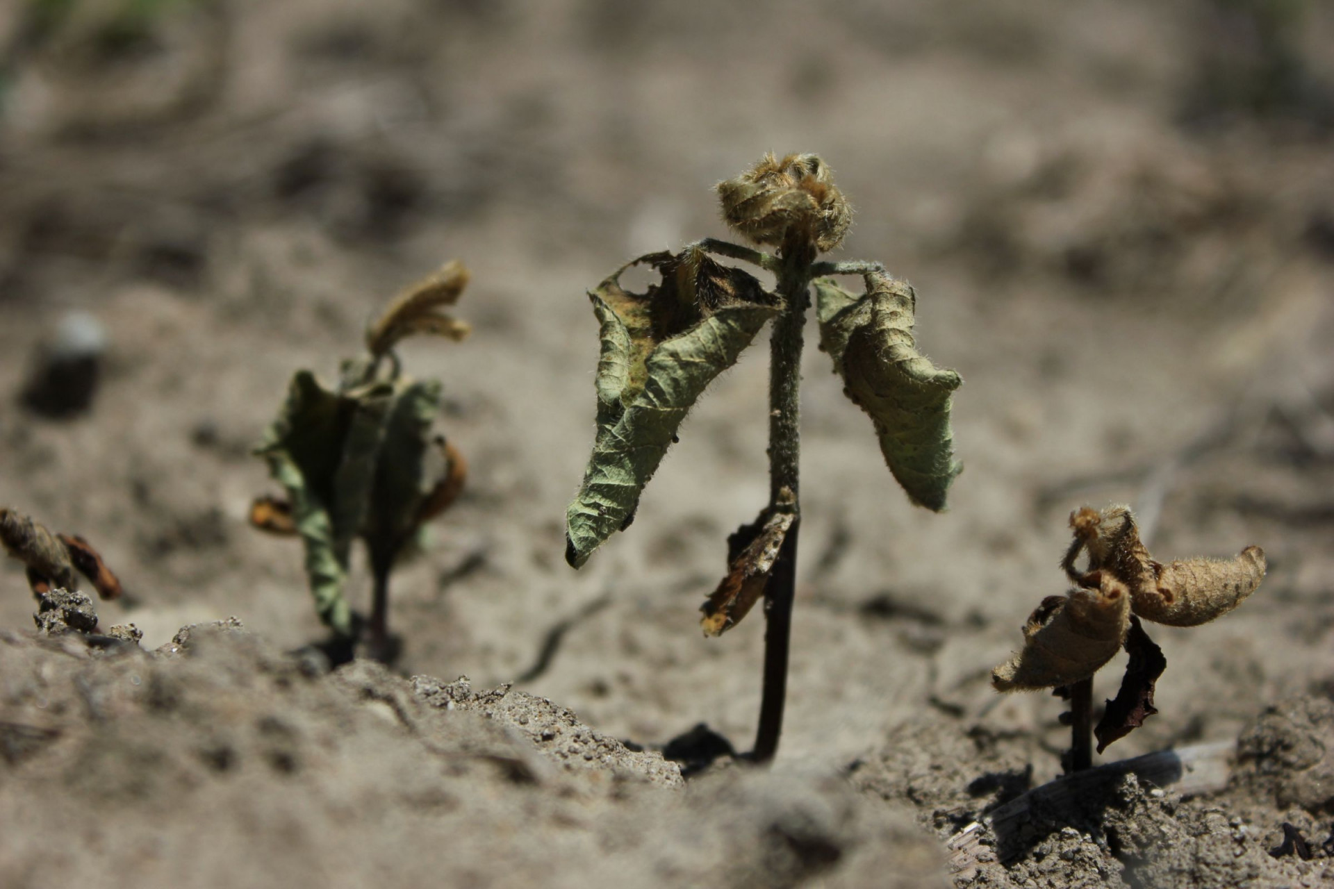 Detection and Prevalence of Oomycete Seedling Diseases on Soybean