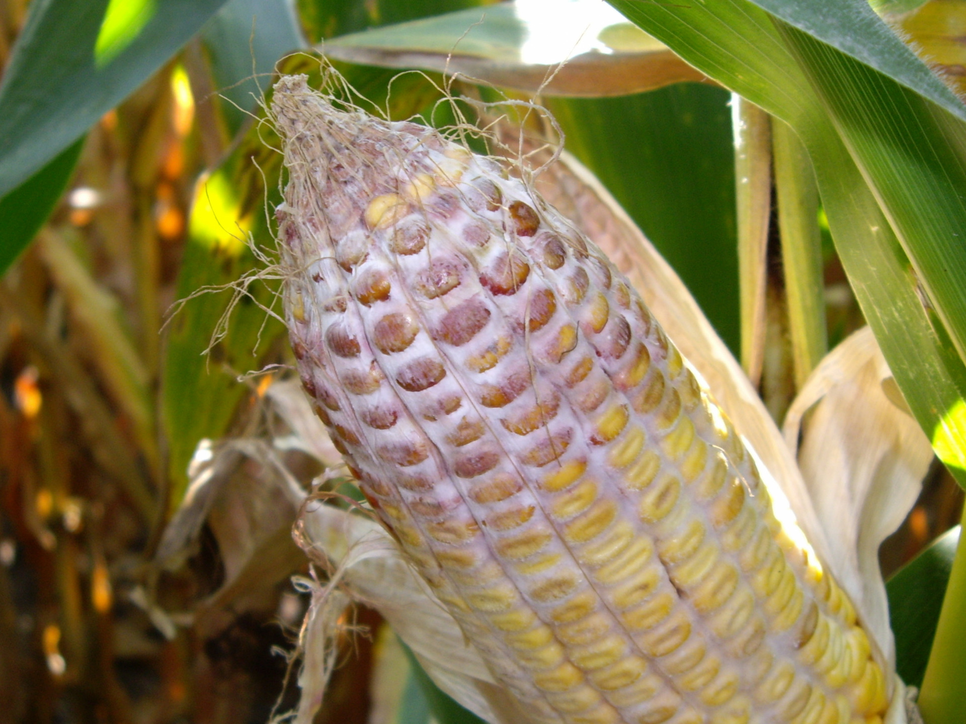 Four ways to get ahead of ear rots and mycotoxins